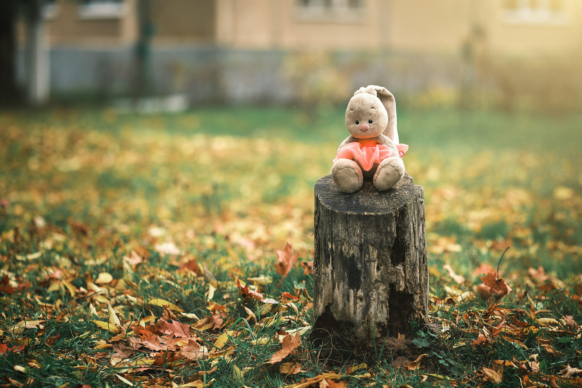 Выпускной альбом. Выпускной альбом Выборг, Каменногорск, Светогорск, Санкт-Петербург