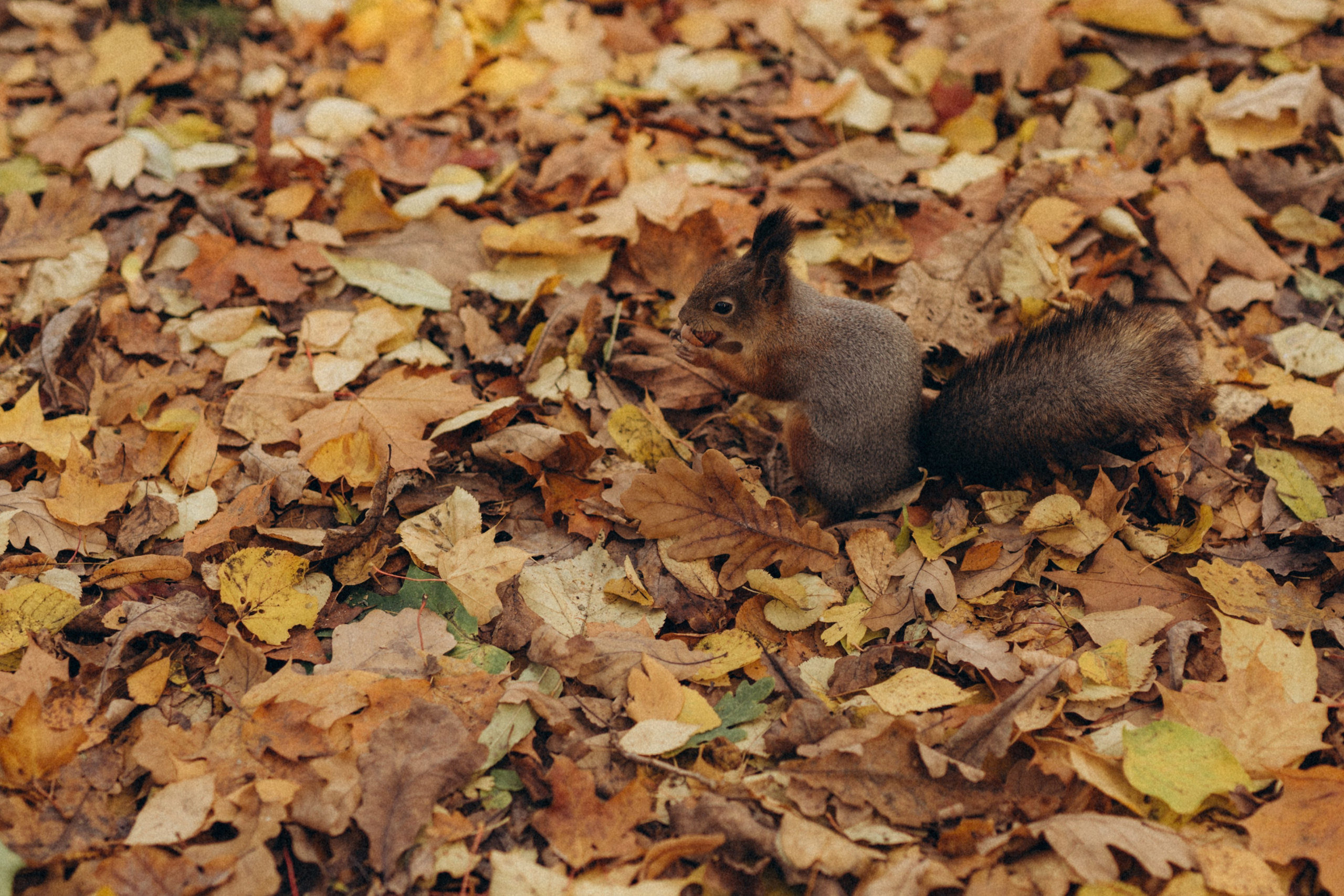 Золото осени. Семейный и женский фотограф в Санкт-Петербурге Татьяна Стружкина