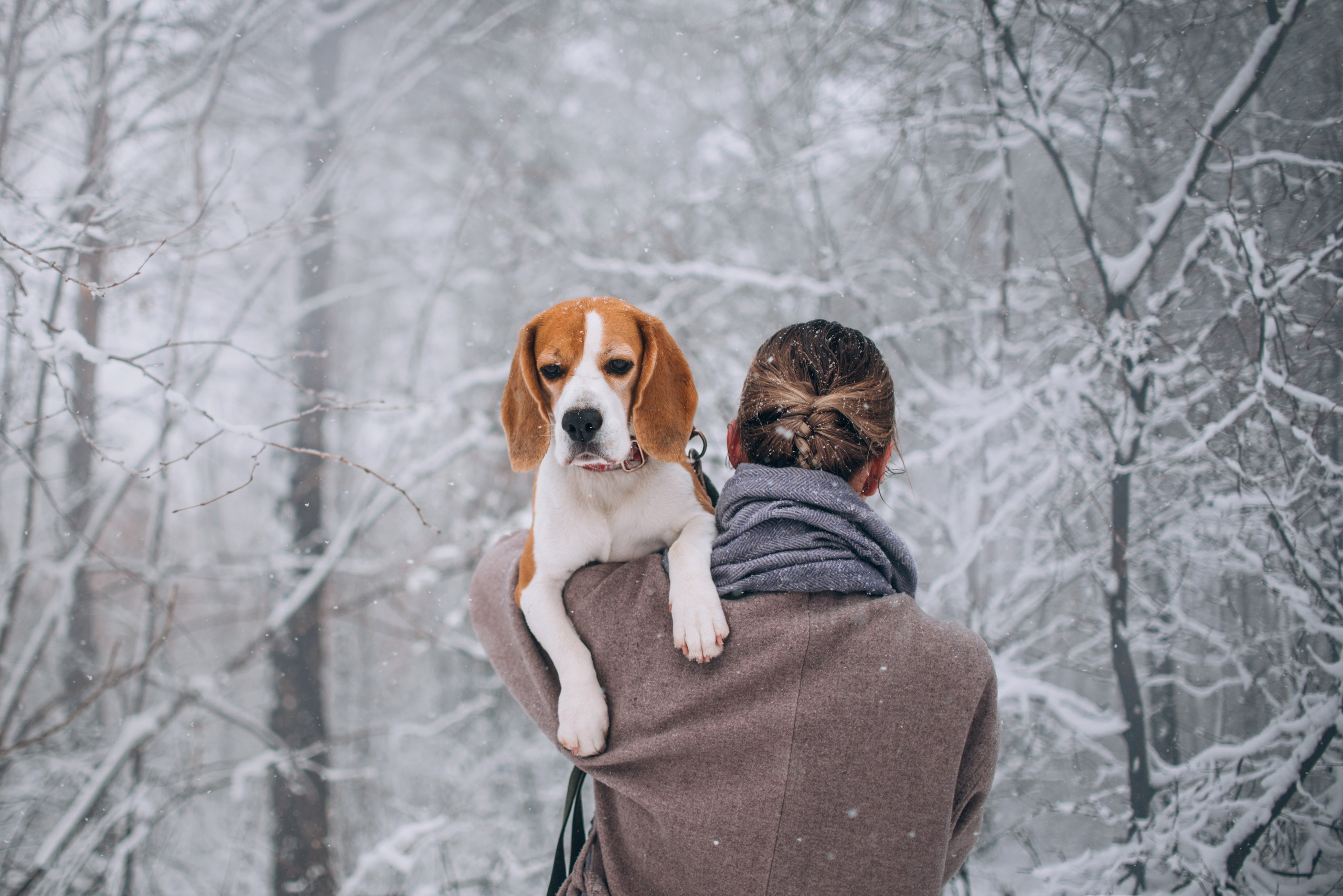 Прогулка с собаками: бигли и Лена. Портфолио