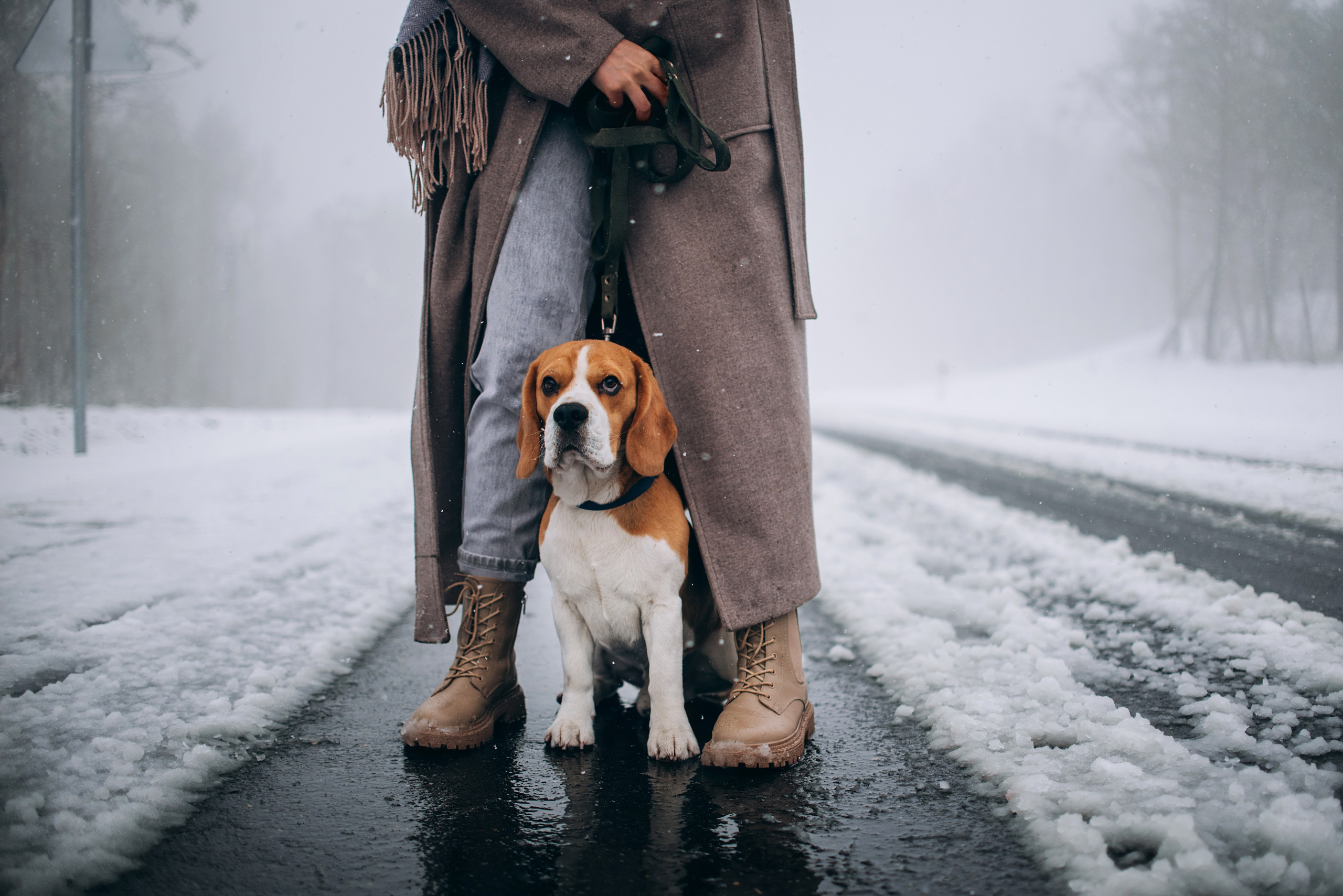 Прогулка с собаками: бигли и Лена. Портфолио