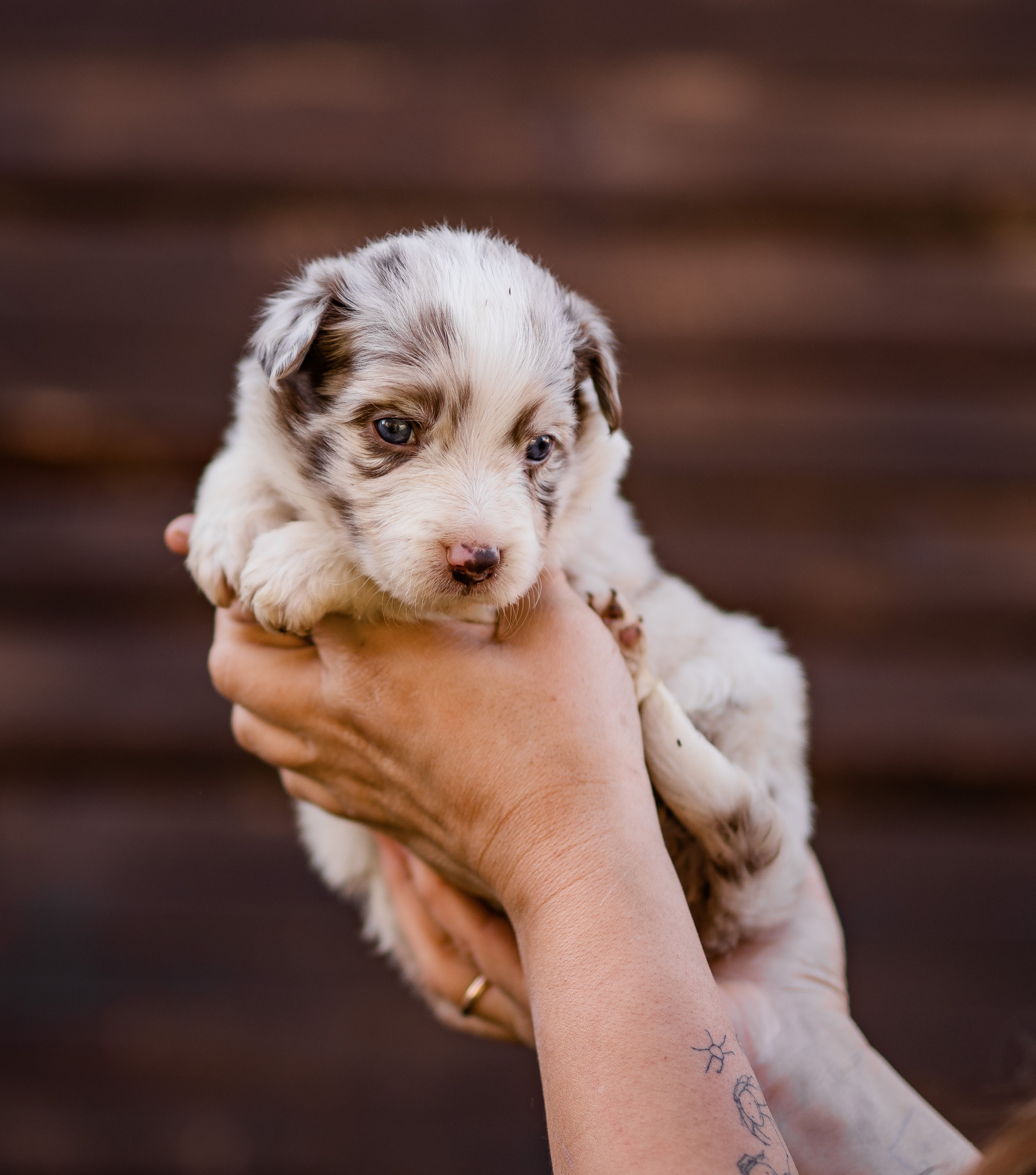 Фритсвит. Семейный фотограф Ефремова Виктория