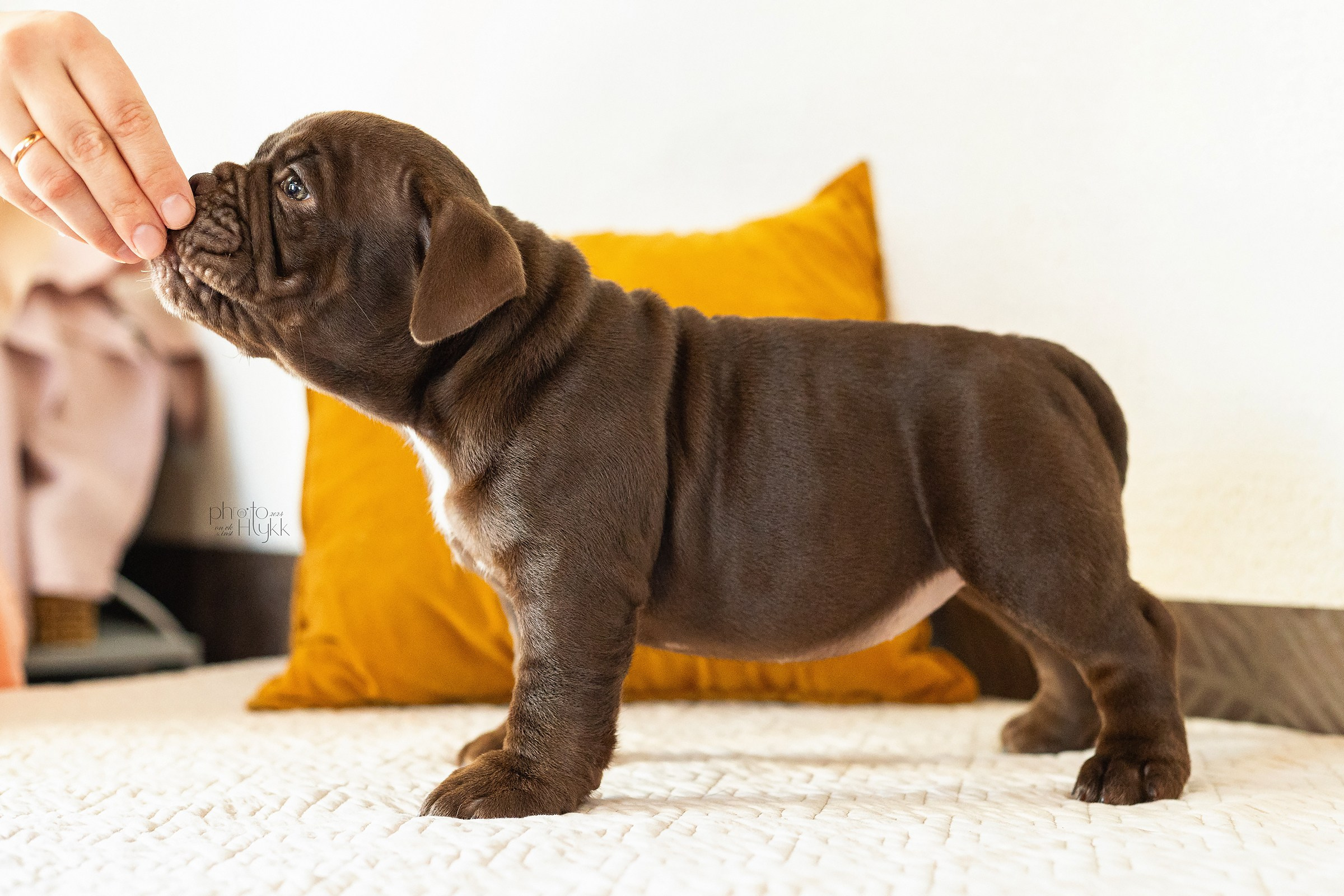 Щенки Американского булли + кошечка. Htykk_photo