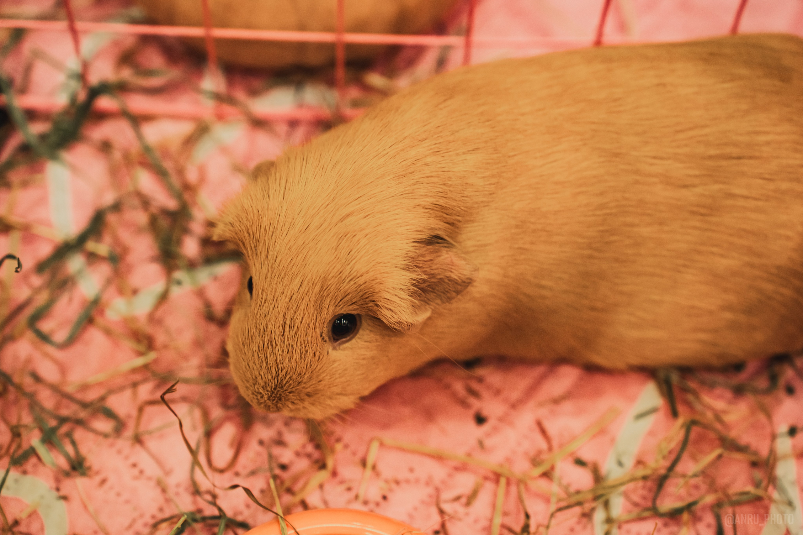 Fox Family fest. Репортажный фотограф Анастасия Рубцова