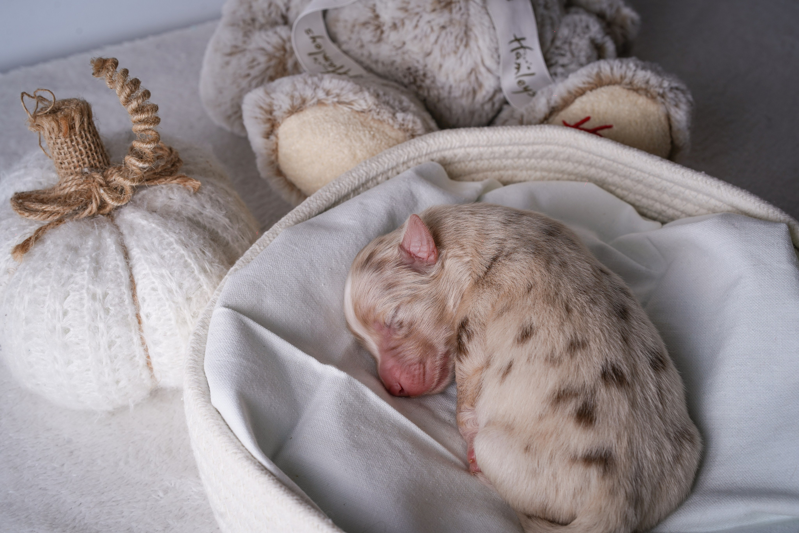 Щенули аусси. Фотограф-анималист в Санкт-Петербурге Яна Мартынова