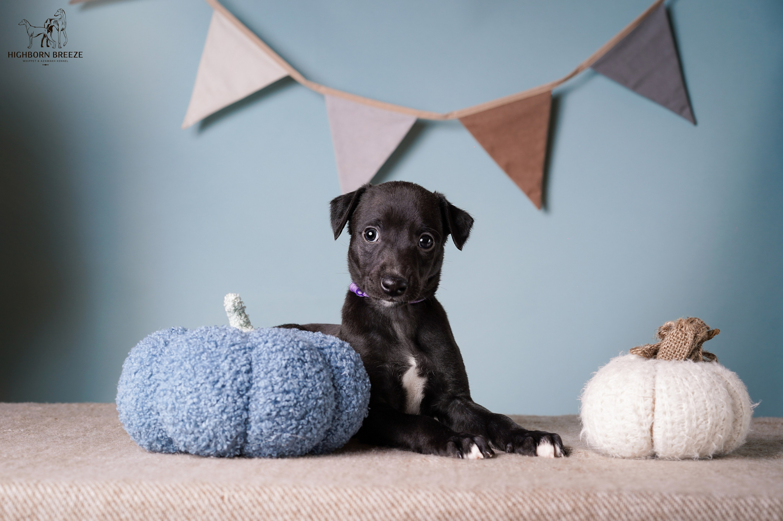 Щенки уиппета. Фотограф-анималист в Санкт-Петербурге Яна Мартынова