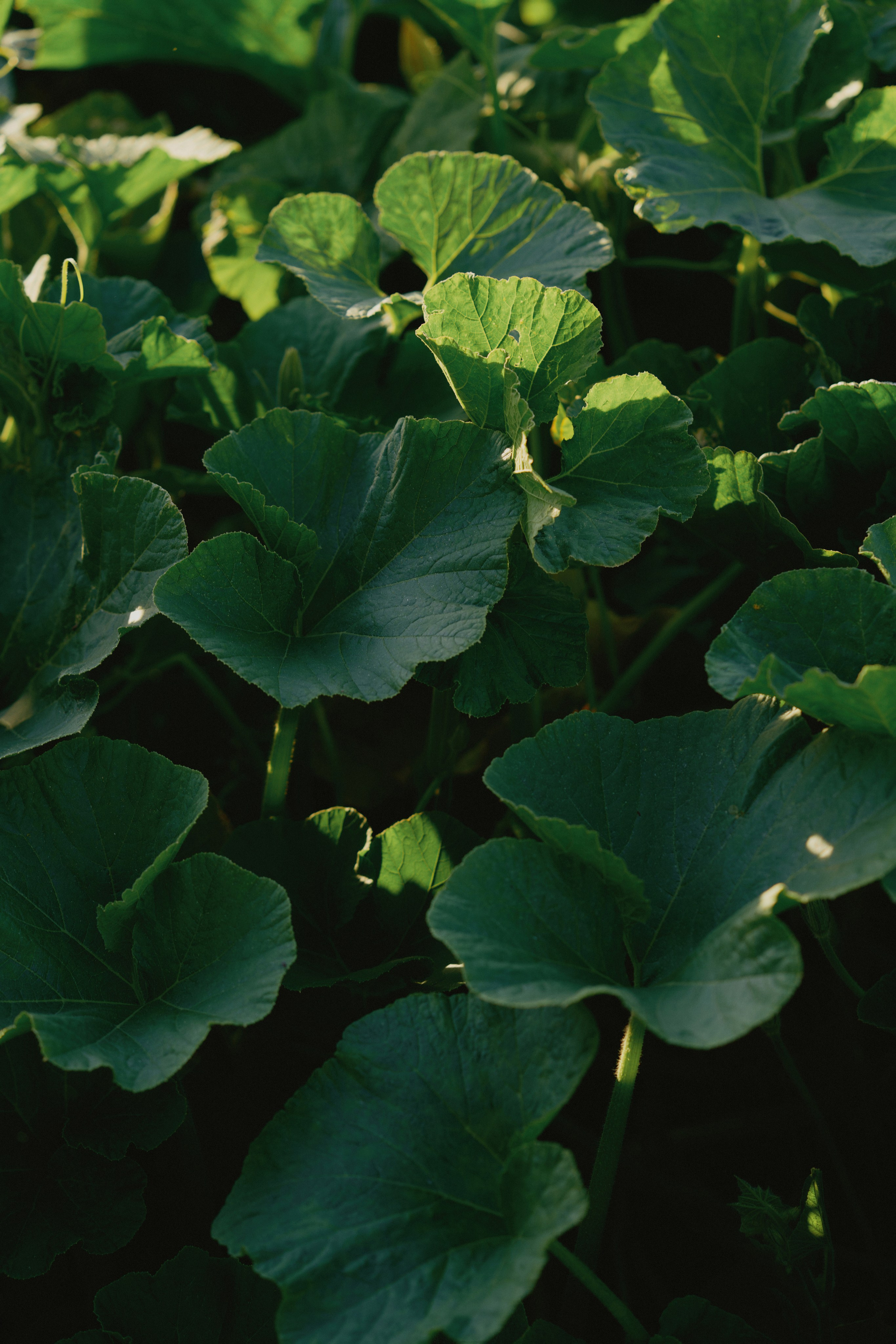 Сountry love. Свадебный фотограф в Ростовe-на-Дону Анастасия Прутова