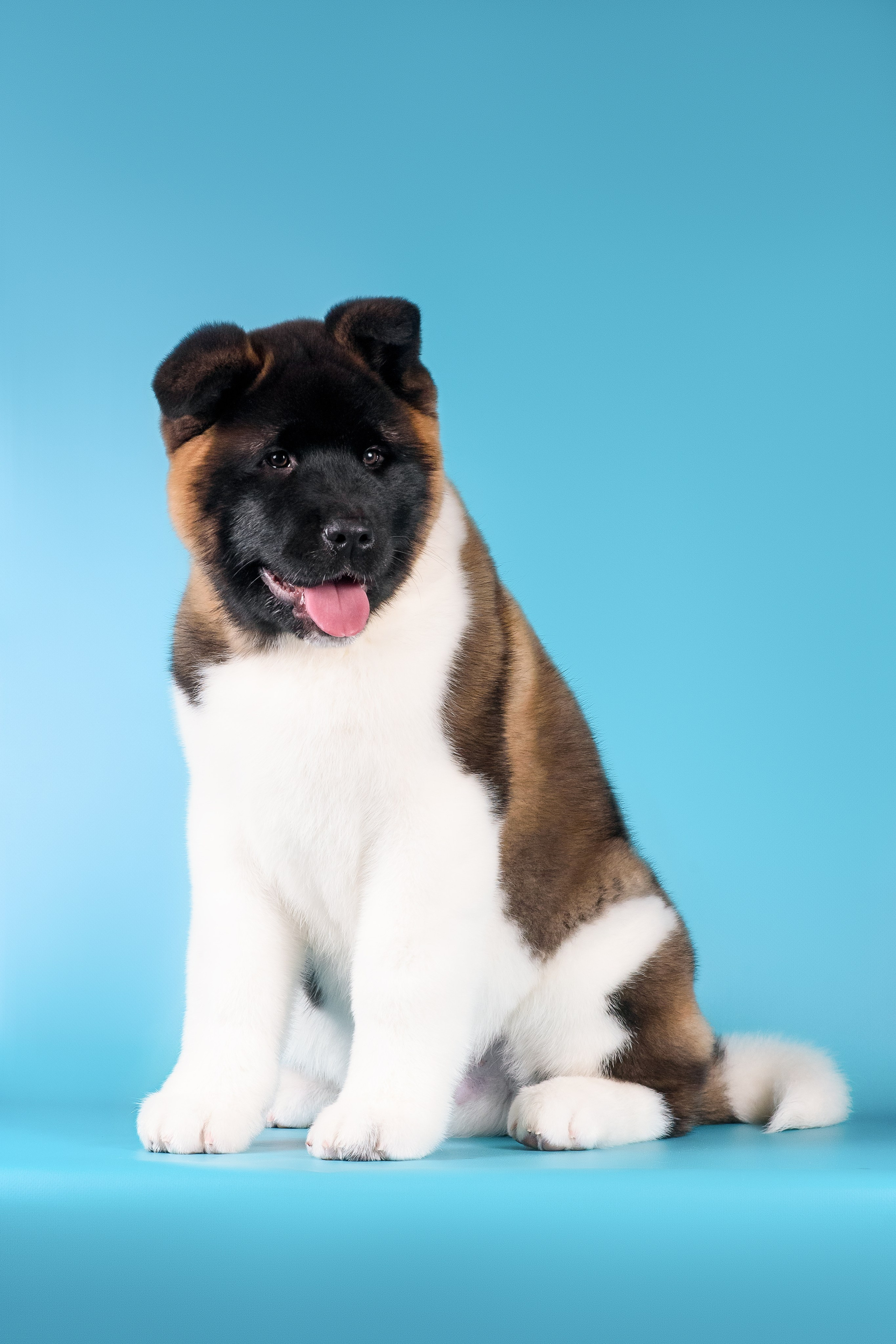 Илон и Оскар — 17.01.2025. Фотограф — Анималист | Анна Абрамова