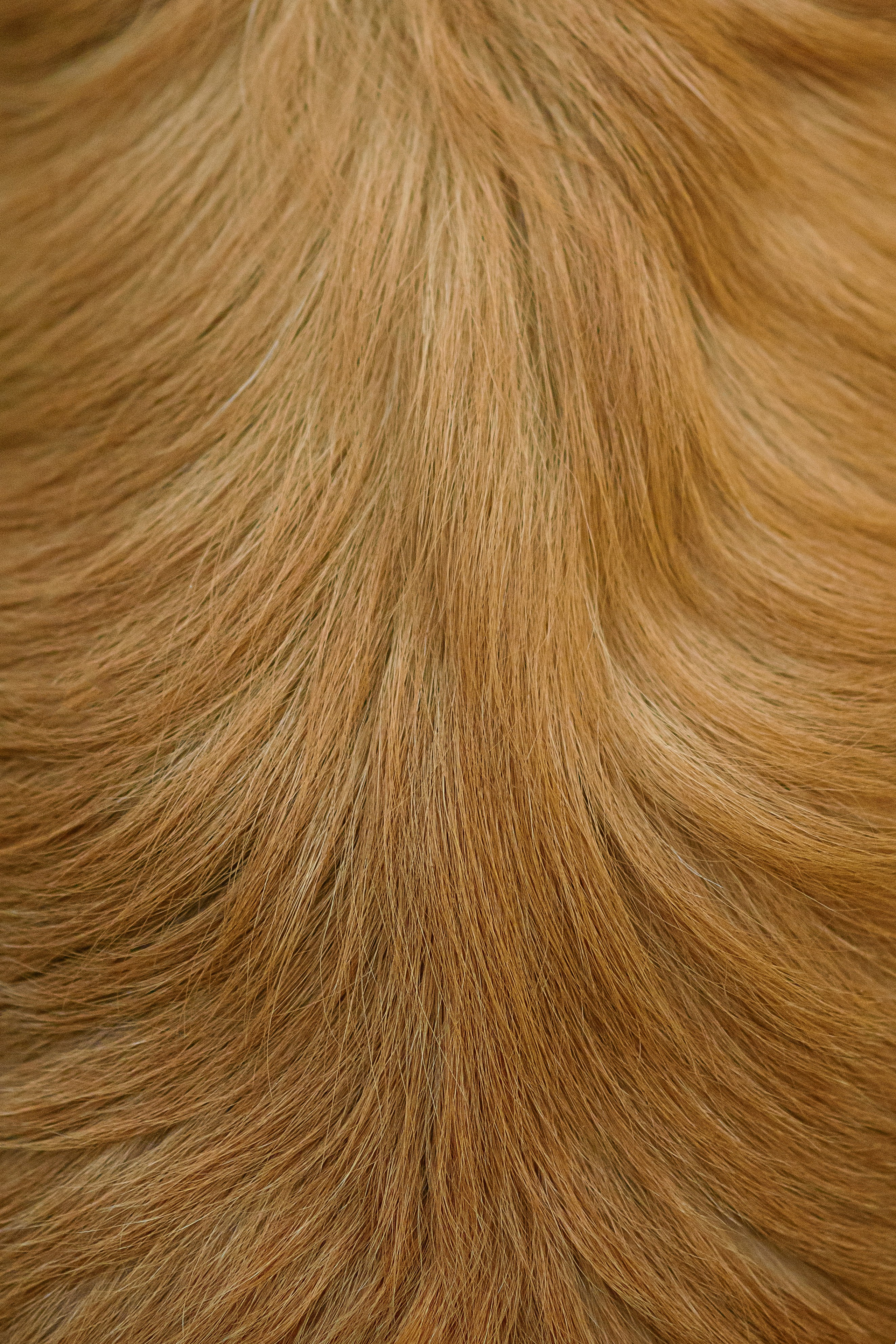 Степа, Йоки и Мята — 29.05.2024. Фотограф — Анималист | Анна Абрамова