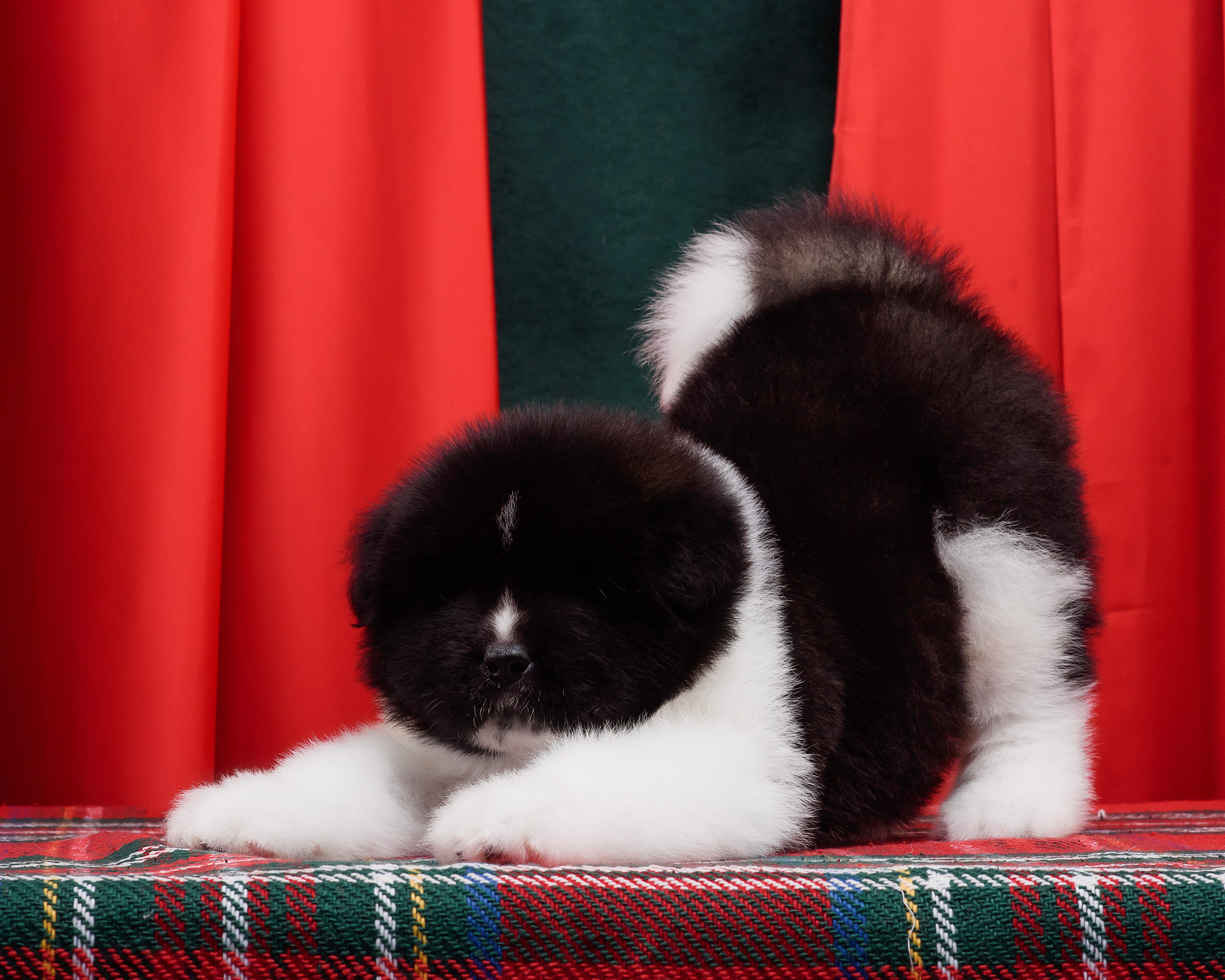 Щенки Американской Акиты. Фотограф — Анималист | Анна Абрамова