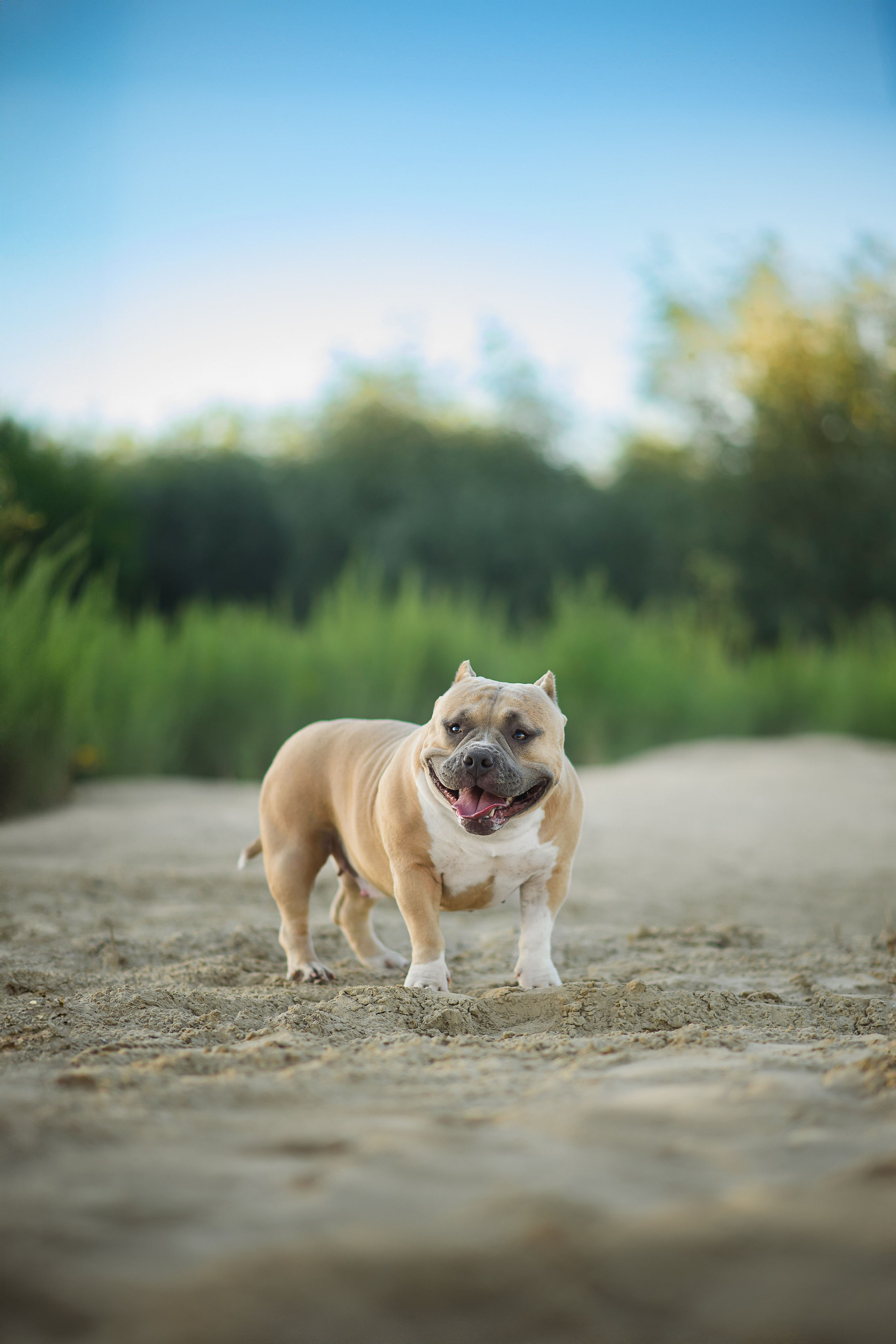Тея — Амбулли — 23.07.2024. Фотограф — Анималист | Анна Абрамова