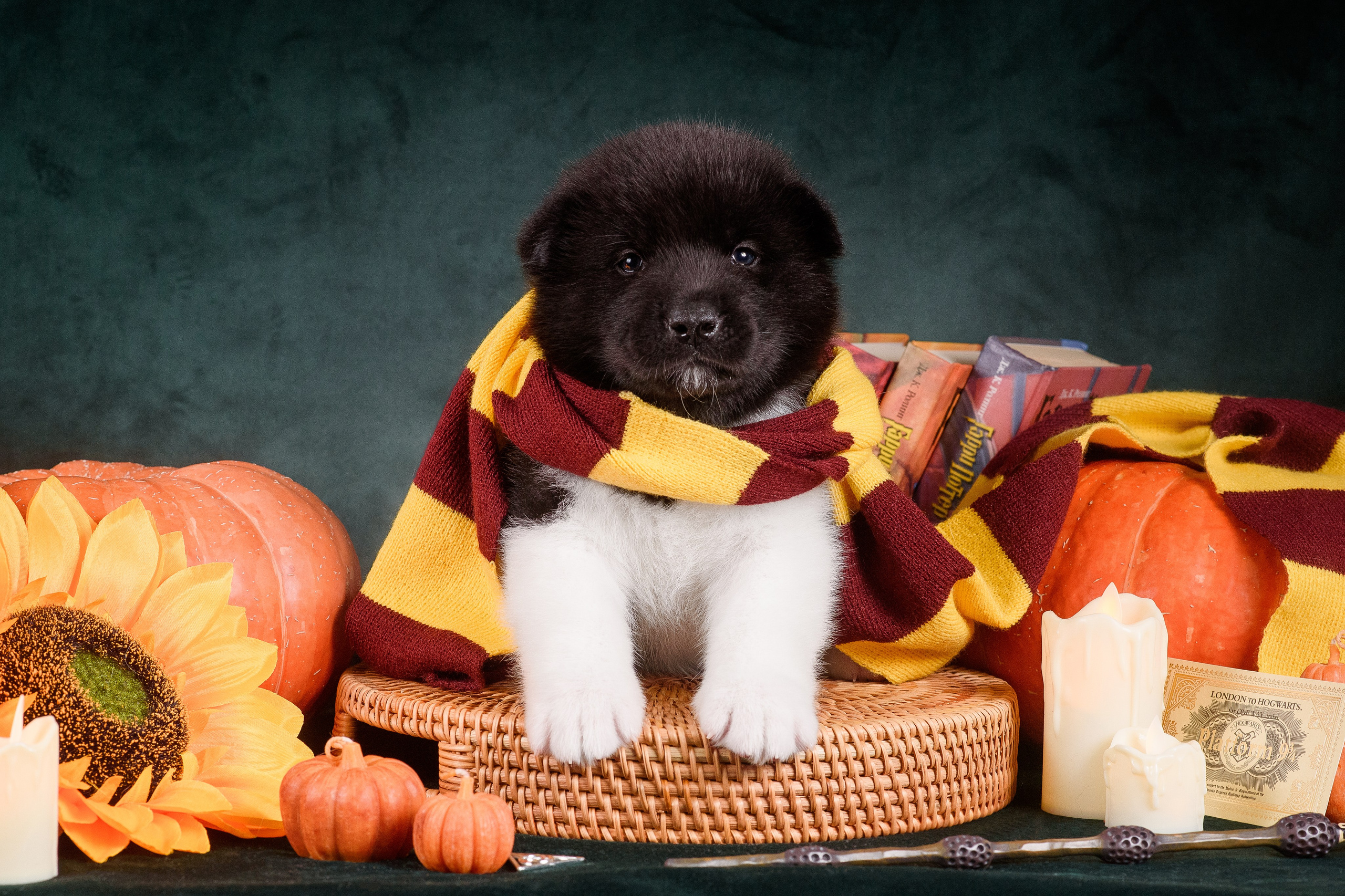 Щенки Американской Акиты — 04.11.2024. Фотограф — Анималист | Анна Абрамова