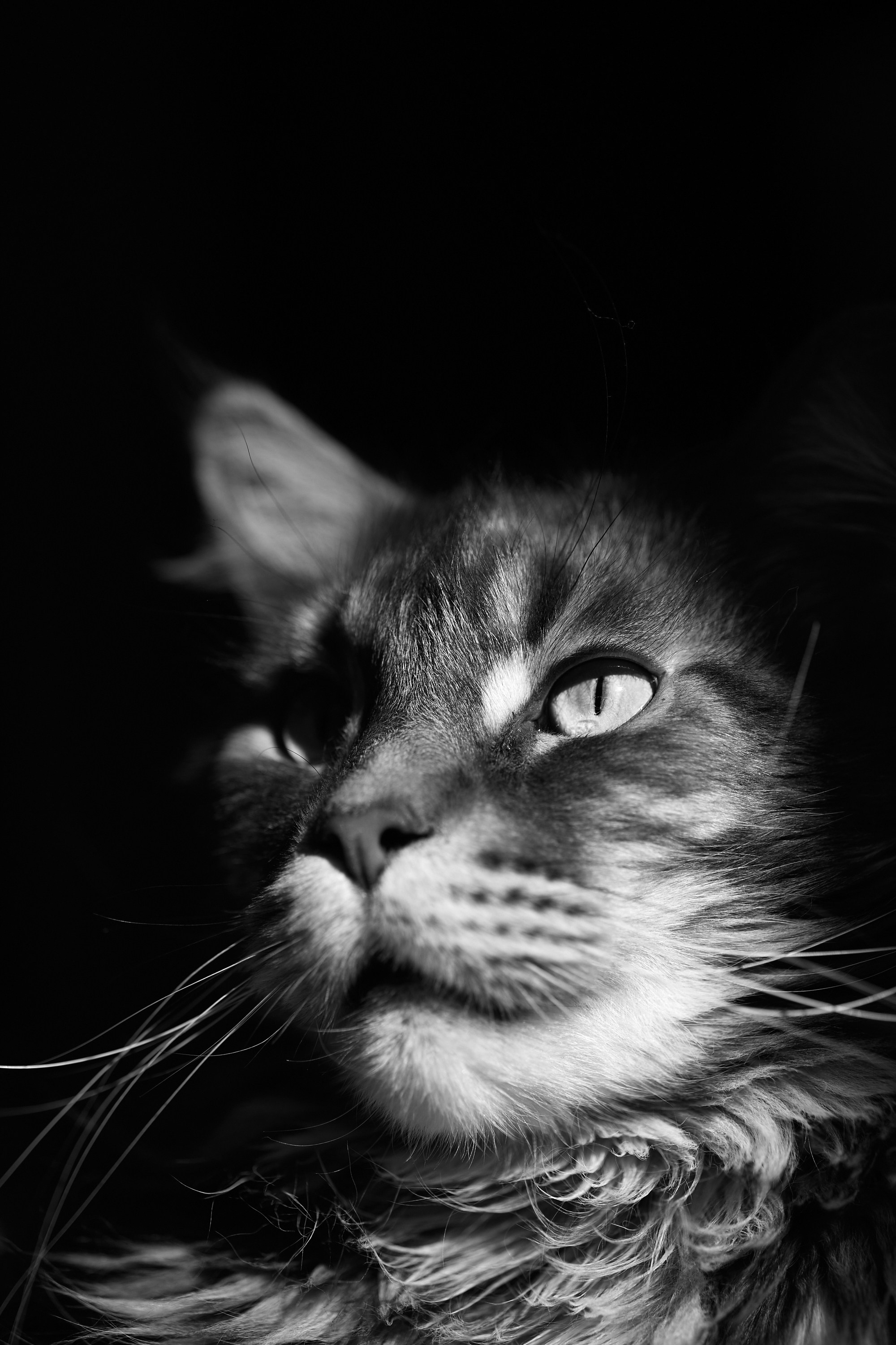 Мой кот. Даниил Савиных | Фотограф Тюмень