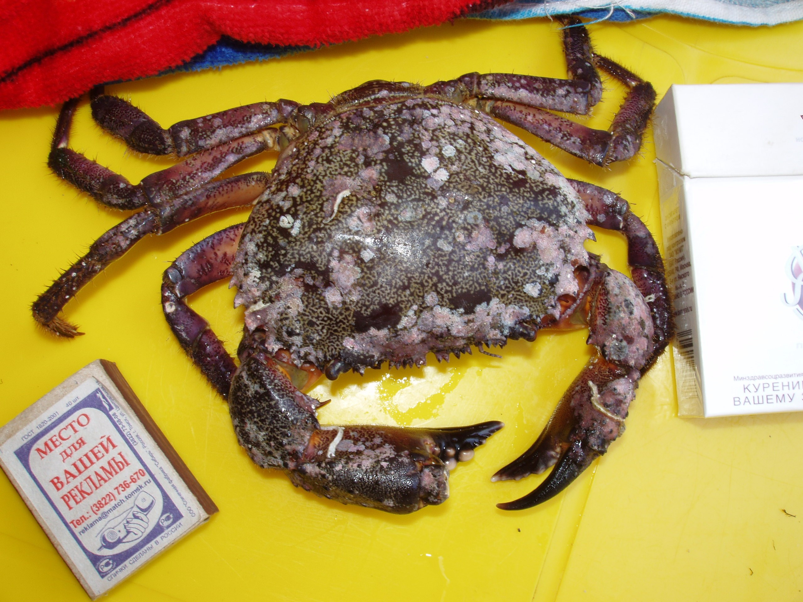 Отпуск 27.05-16.08. Семейный, Свадебный фотограф СПБ Питер— Романова Екатерина