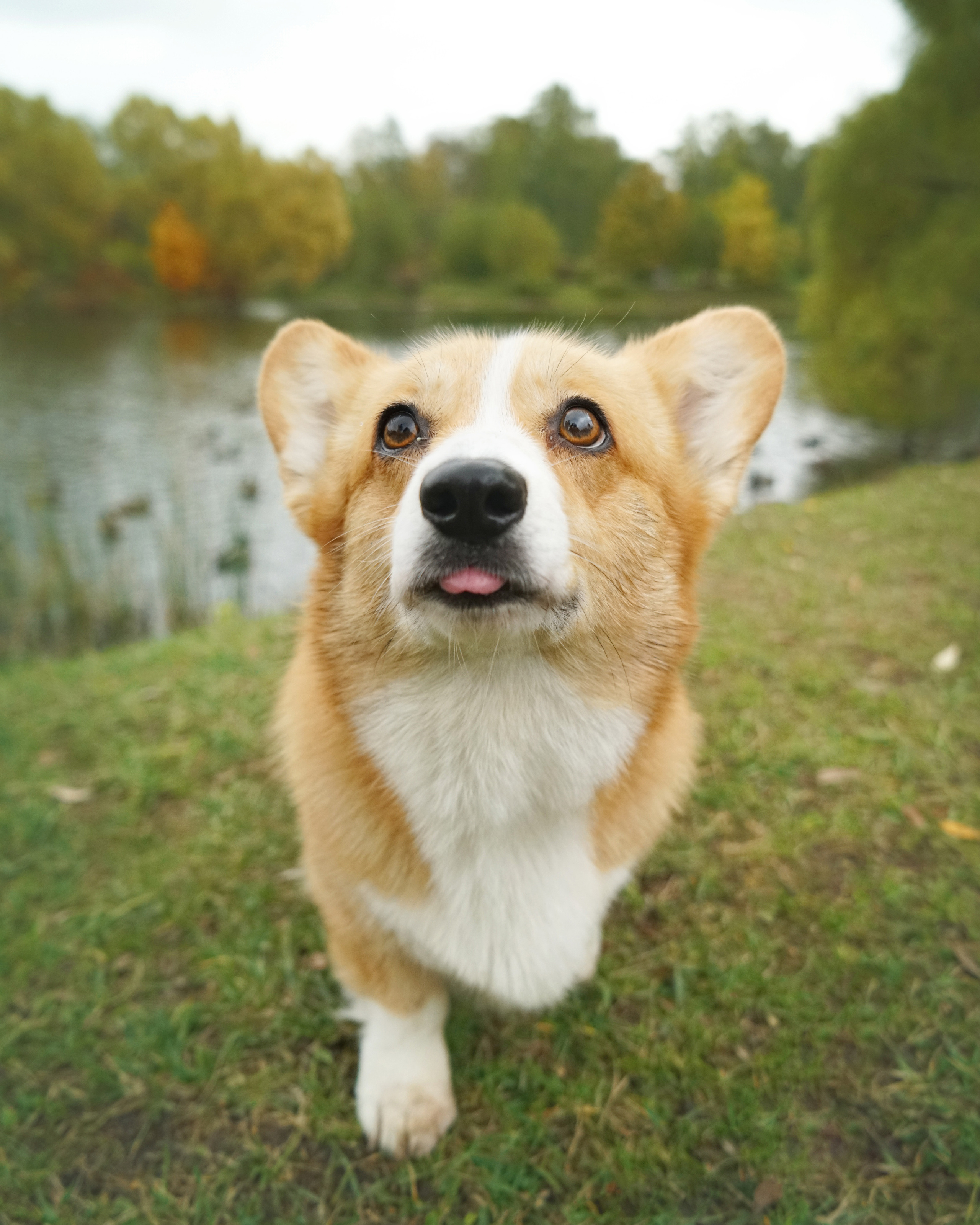 Съёмки с животными. Фотограф Светлана Кошелева (Москва)