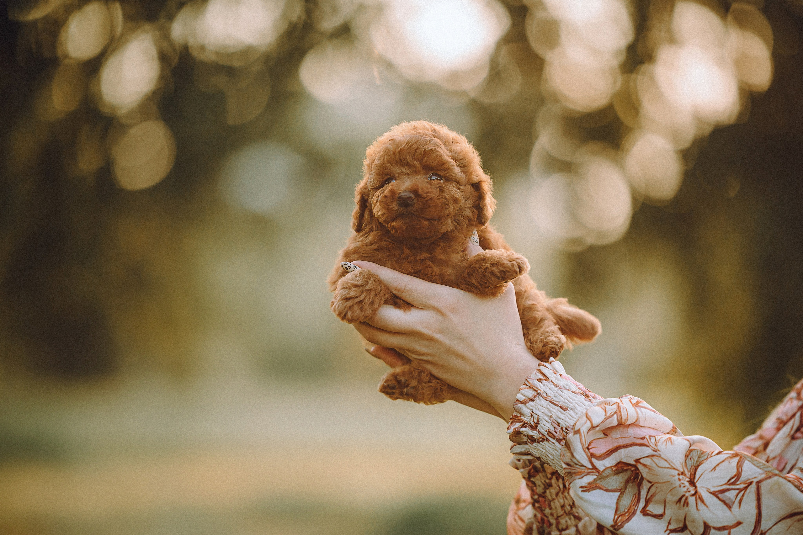 Гречка, Кари и щенки