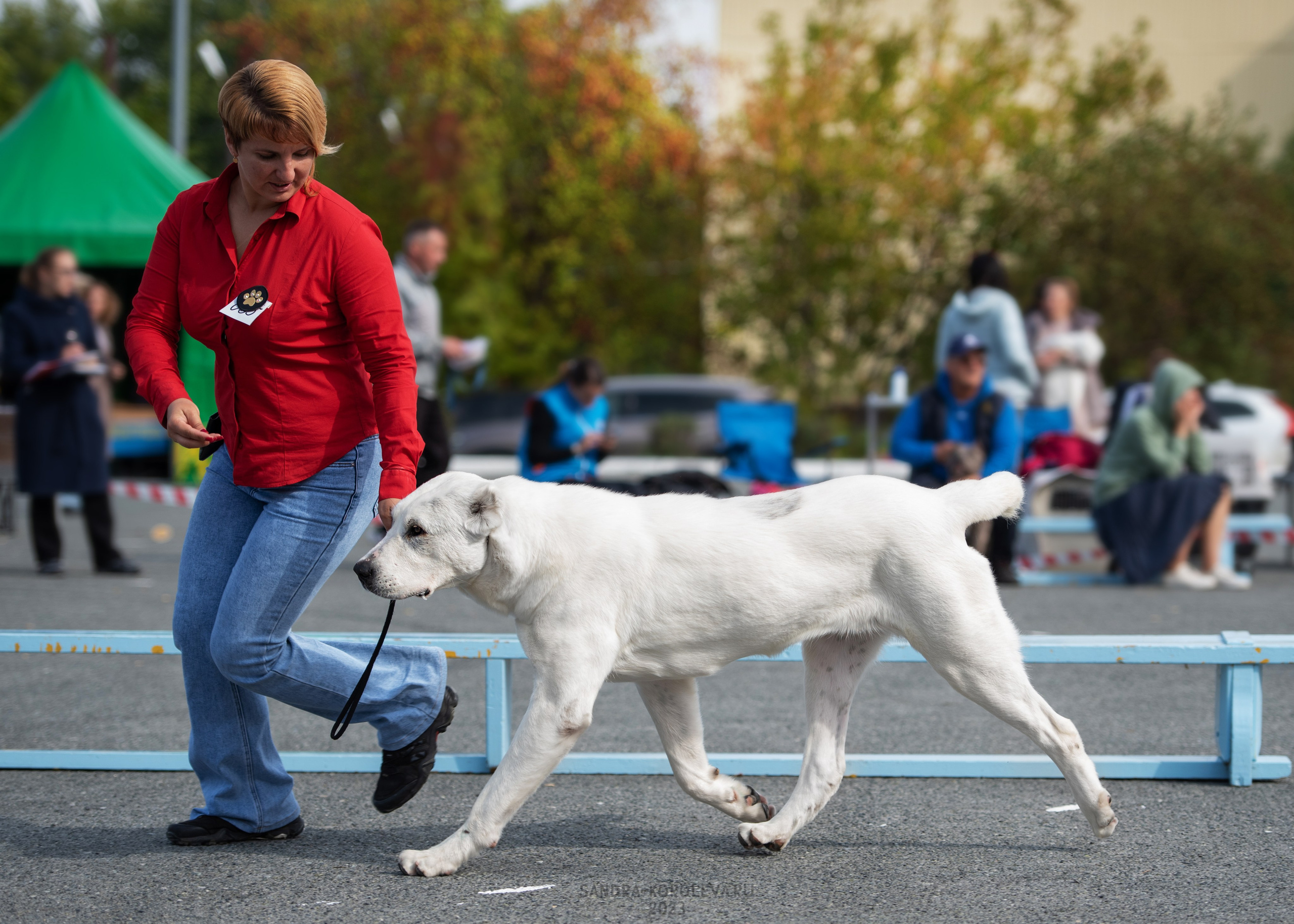 Выставка собак Тюмень 02.09.2023. Дог-фотограф в Тюмени Александра Королева