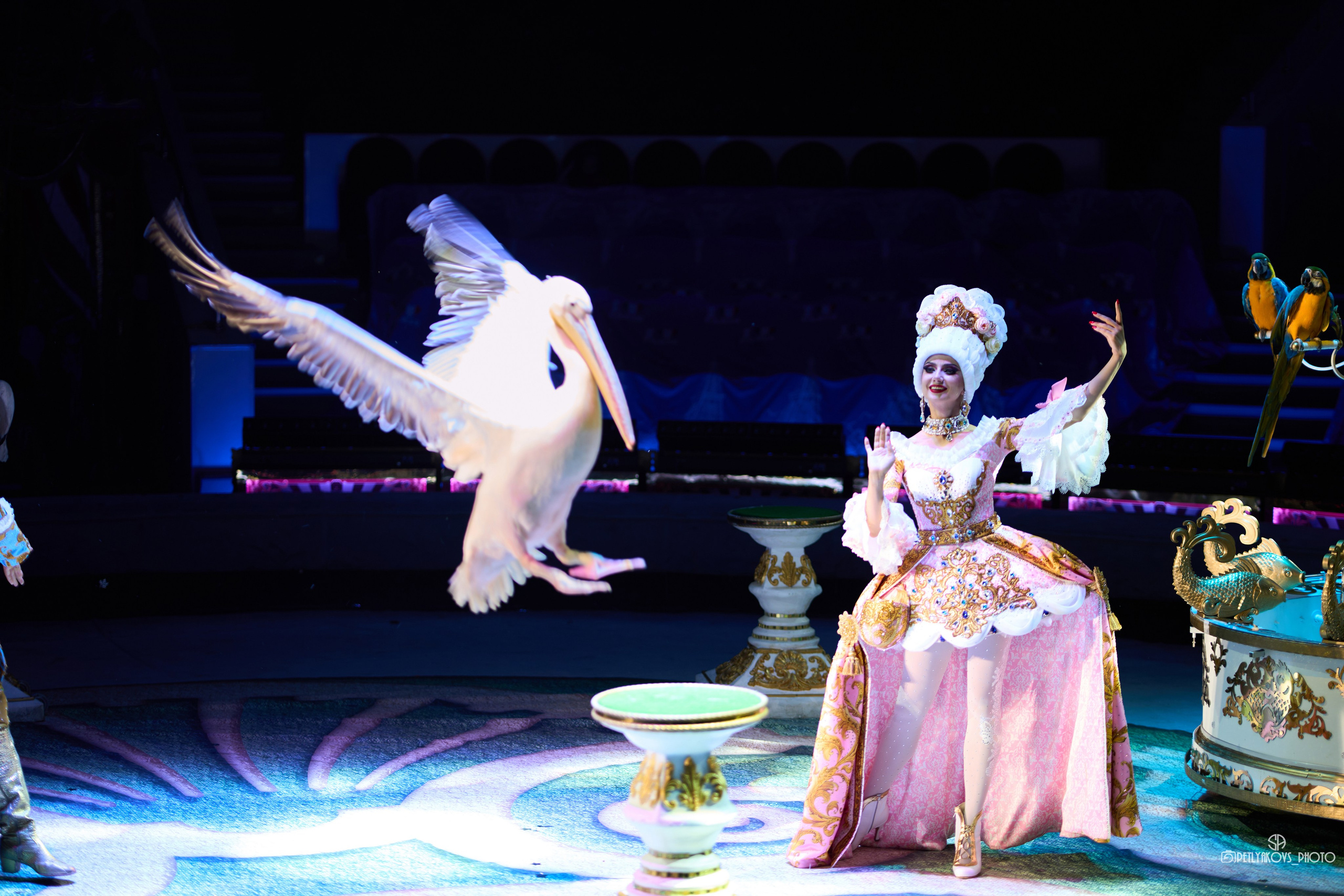 Фотосессия для артистов цирка Дарьи и Владимира Лекаревых. Фотограф, видеограф Пятигорск, Ставрополь, Ессентуки, Petlyakovs_photo