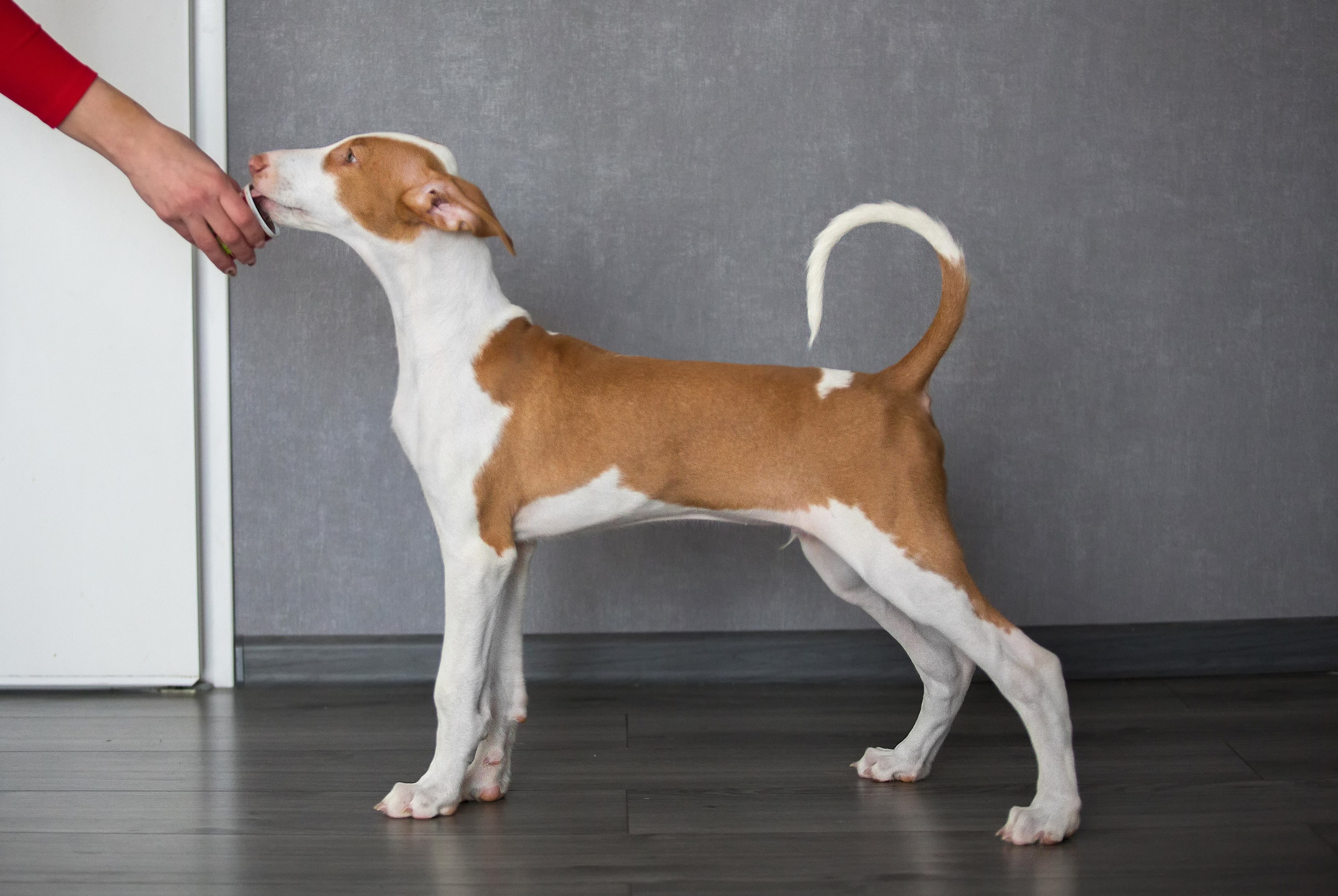 Поденко Ибиценко. Https://moshkovaphoto.ru/