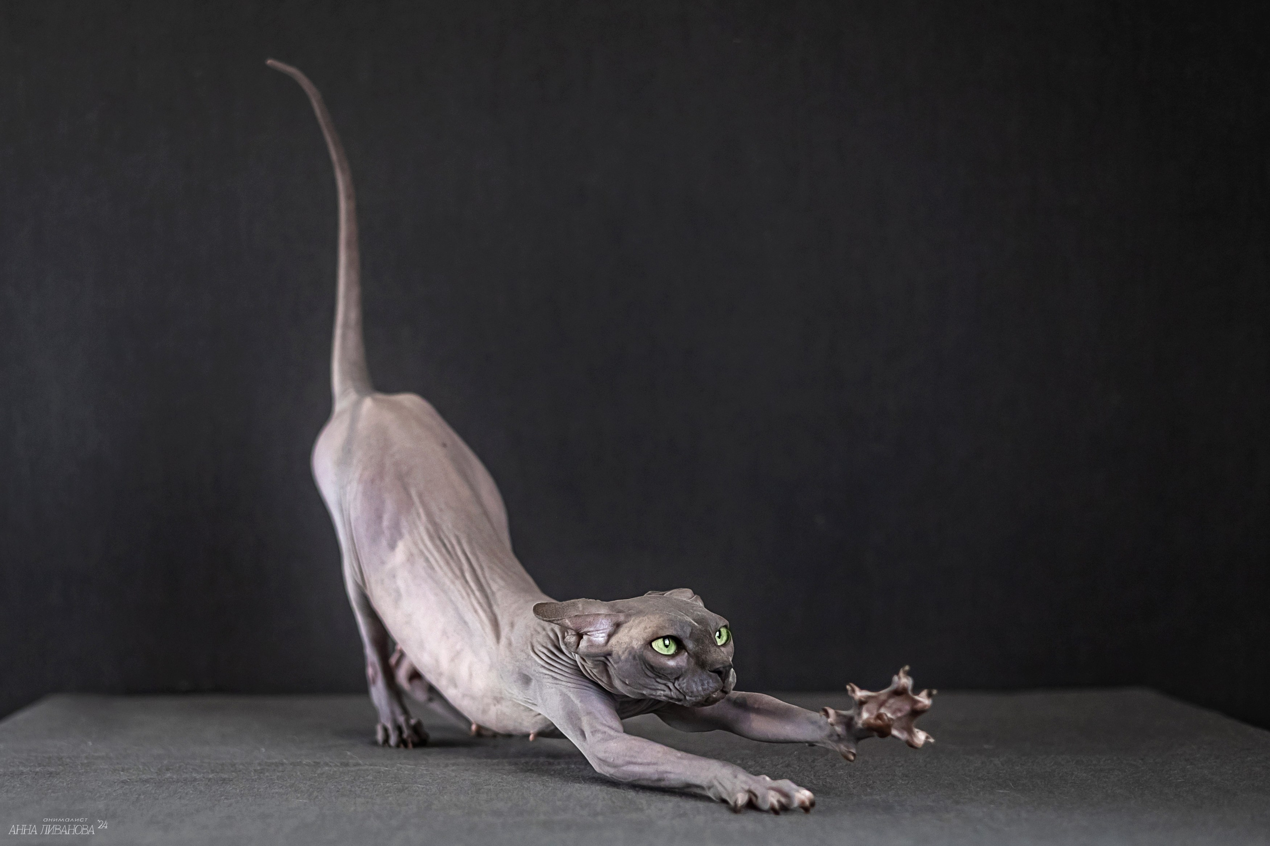 Голубая киса сфинкс. Фотограф анималист Аня Ливанова | Рыбинск