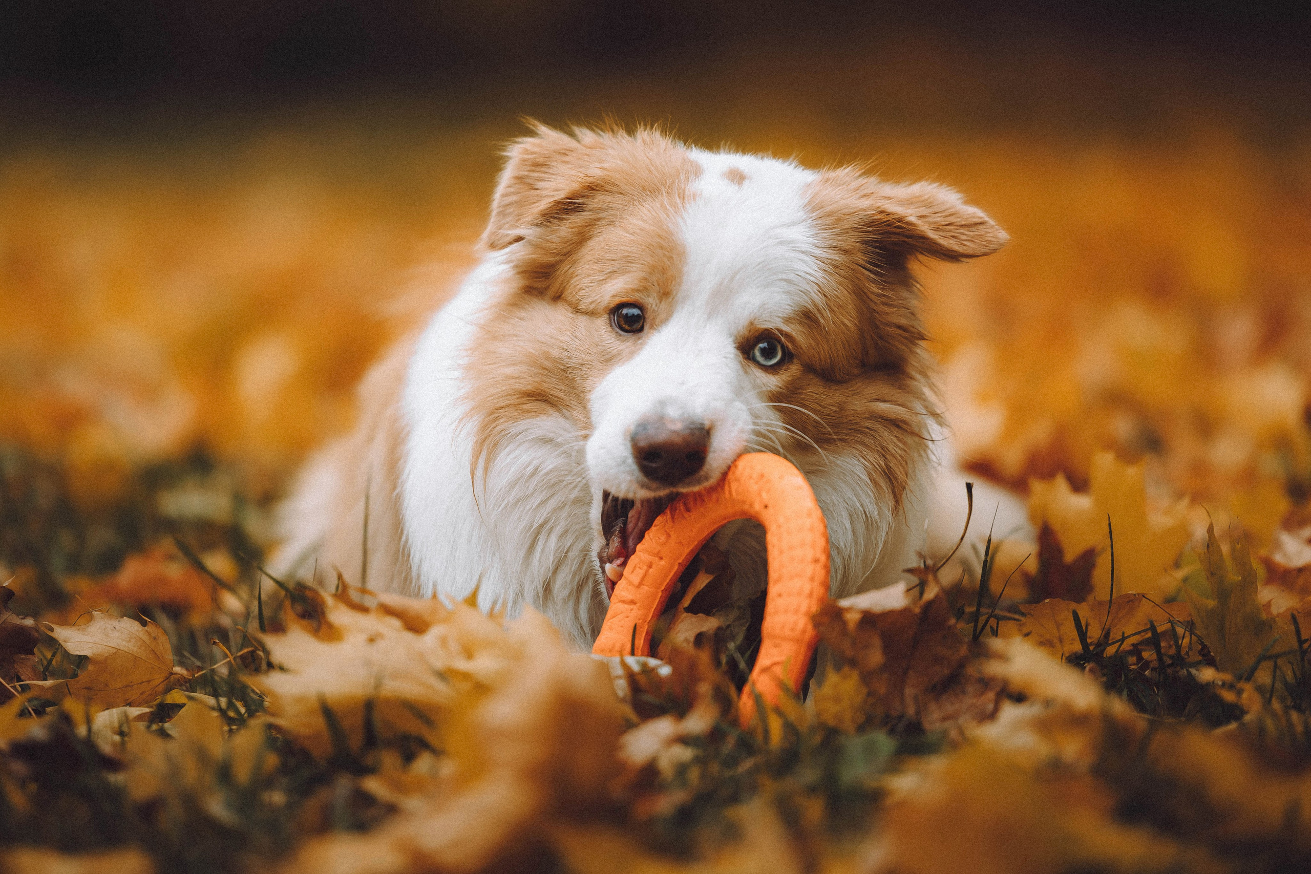 Алина, Витя и Асти