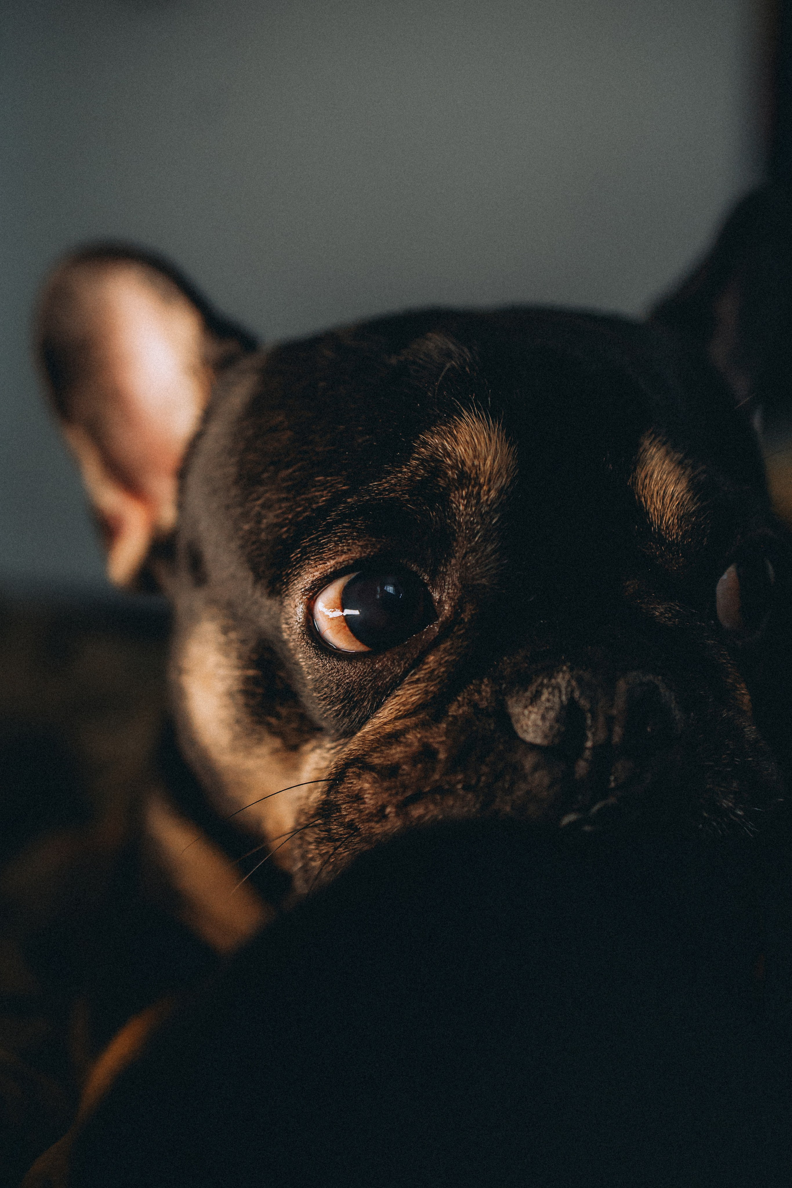 Юля, Мия и Зек