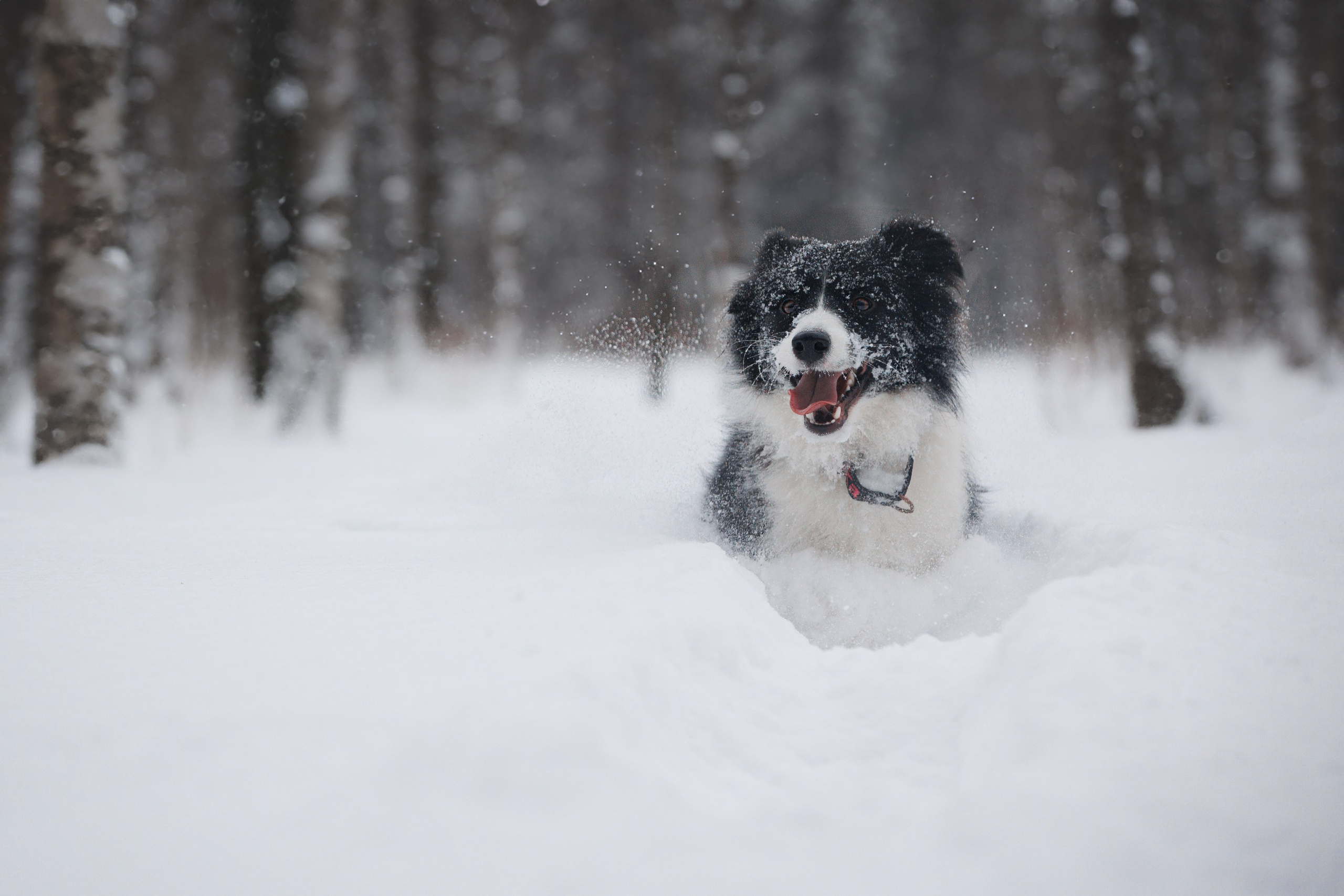 Даша и компания. Фотограф анималист Кристина Карпова, Москва