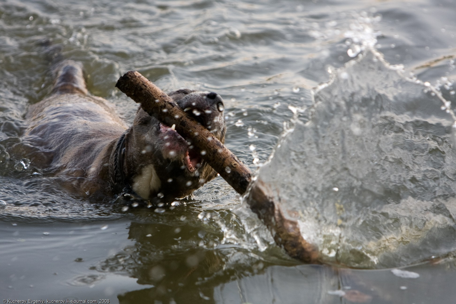 Животные. Кучеров Евгений. Фотограф