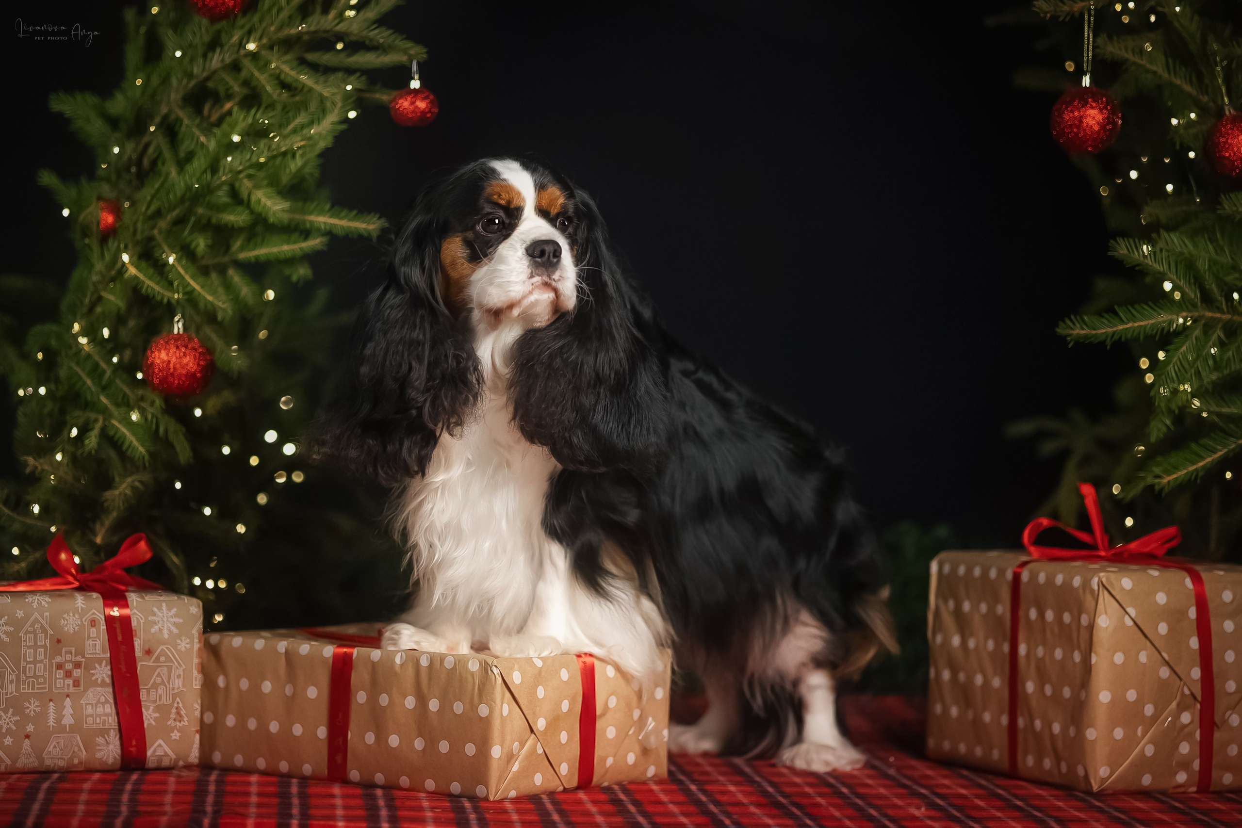 Фотодень_2 2025. Фотограф анималист Аня Ливанова | Рыбинск