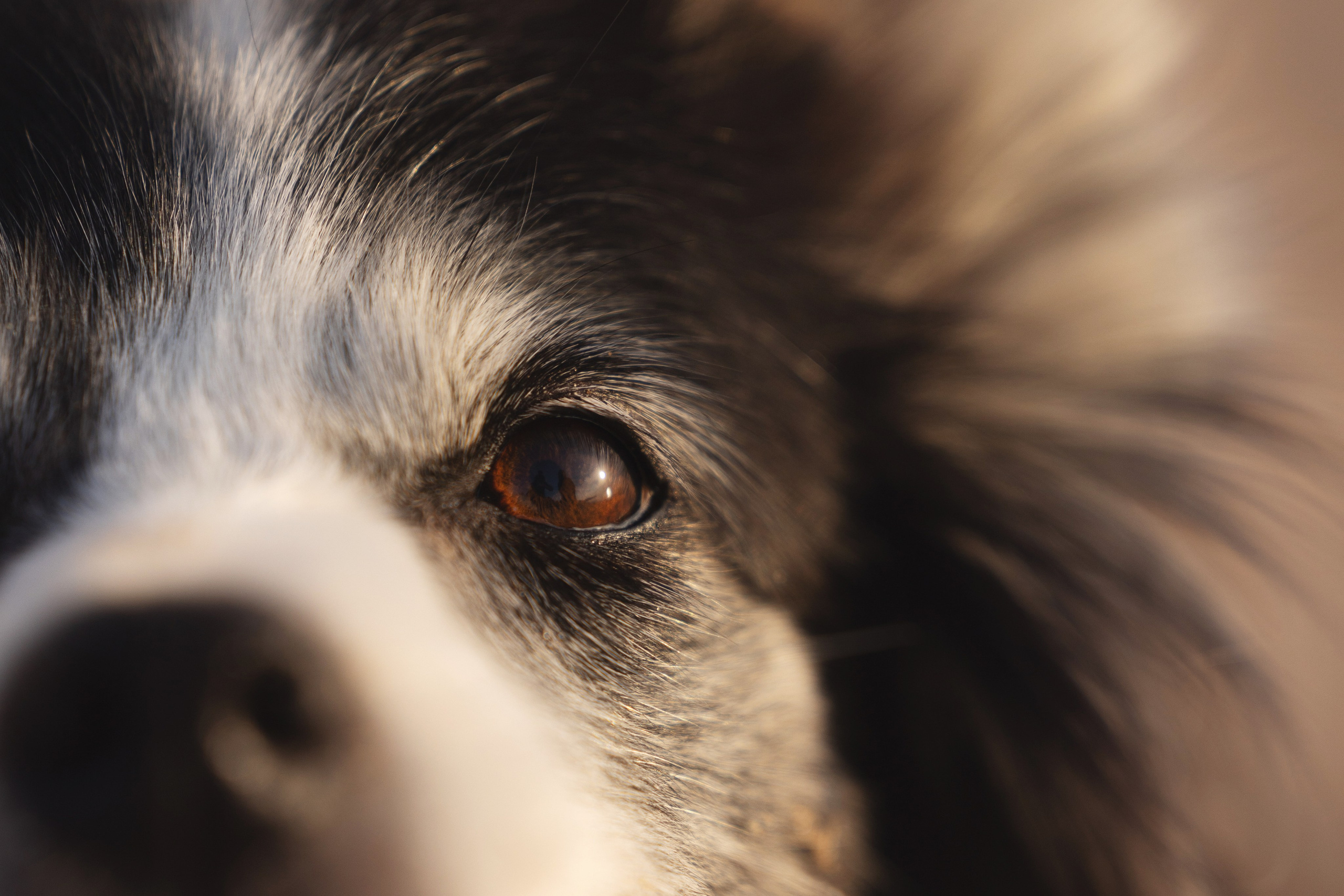 Рита, Маша и много собак. Фотограф анималист Осипчикова Мария