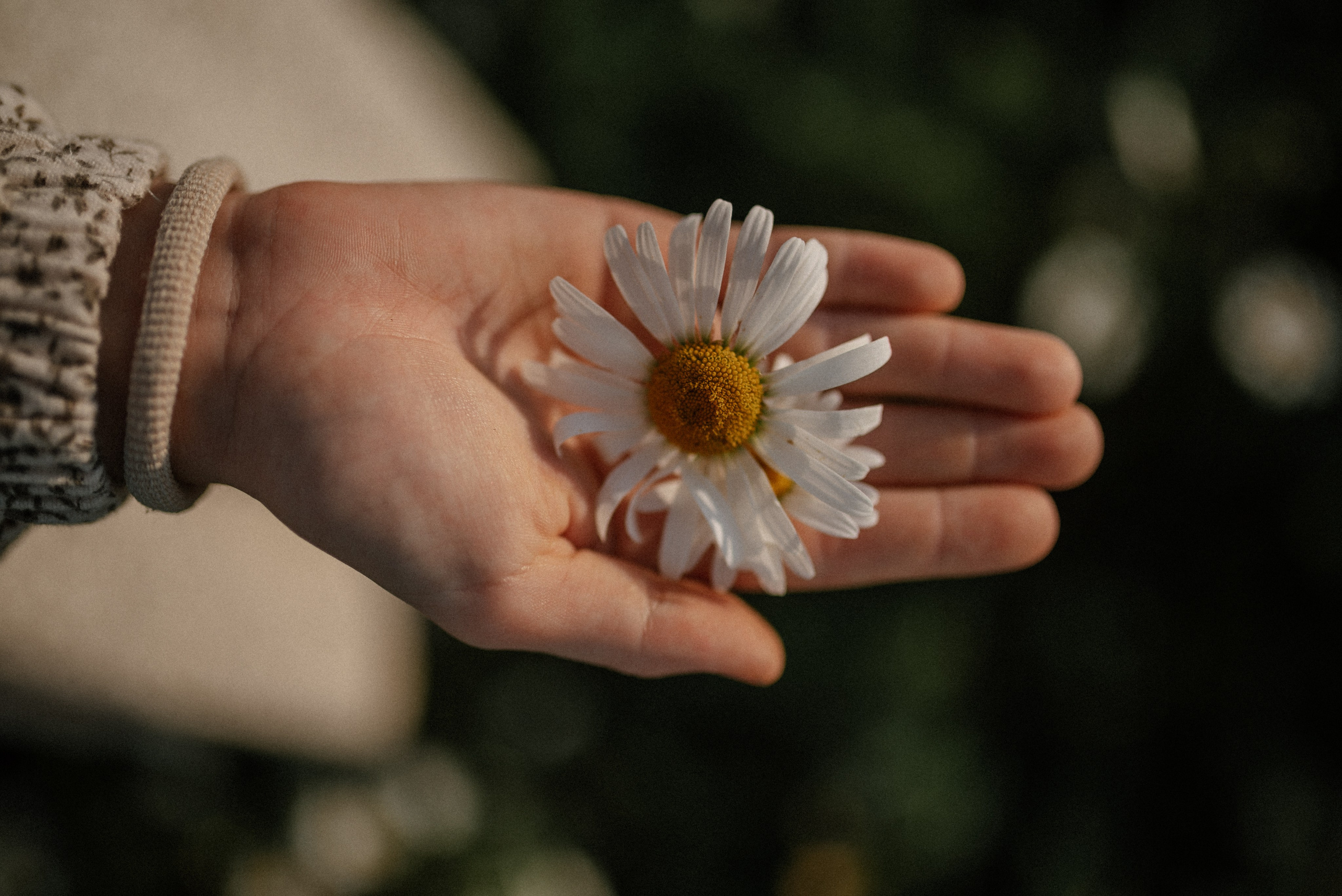 Ида, Мира и ромашки. Свадебный и семейный фотограф Кожевникова Лариса