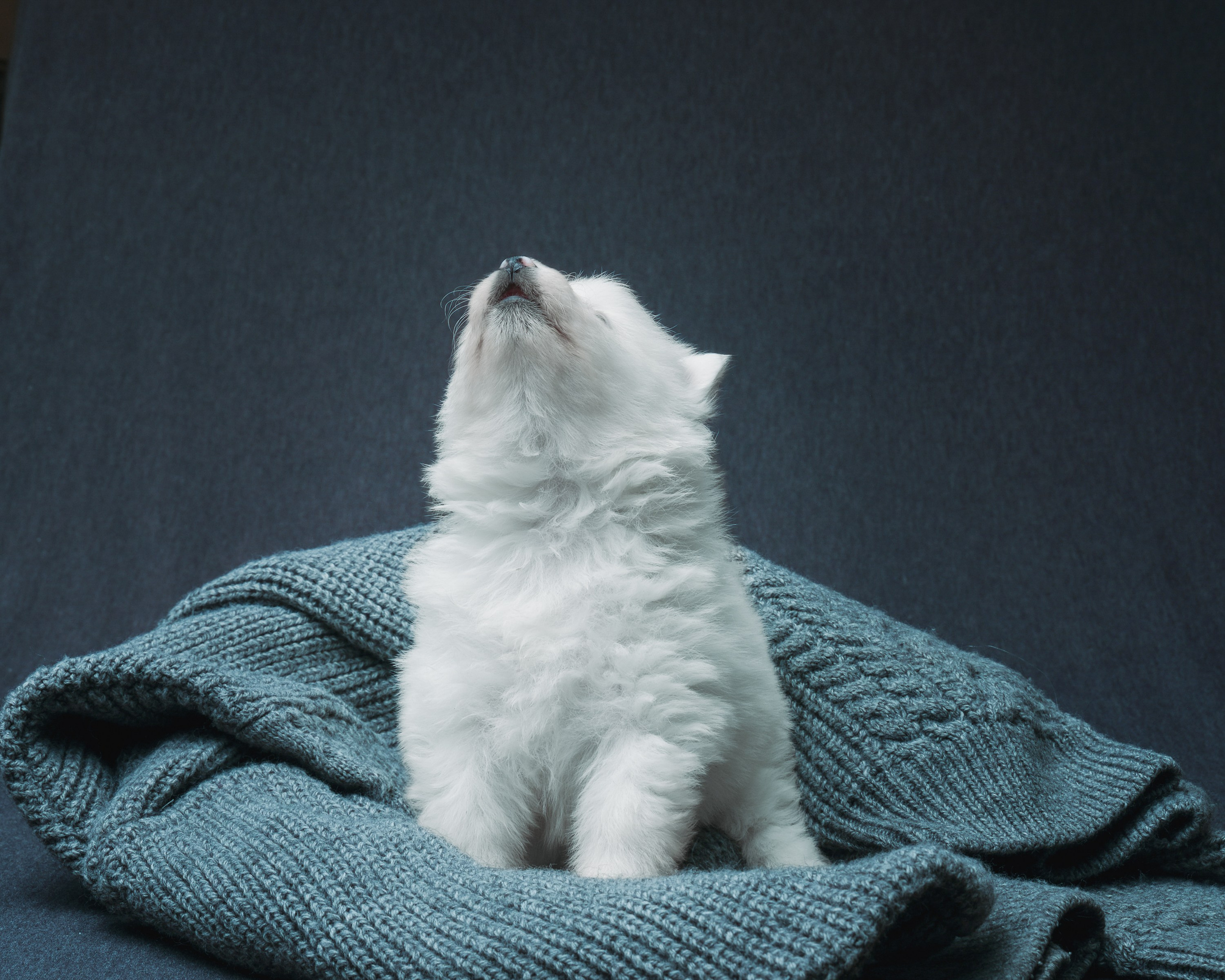 Съемка животных, собак, щенков, фото помета, портрет питомцев. Портретный и семейный фотограф в Перми Лена Лоза. Портрет для бизнеса