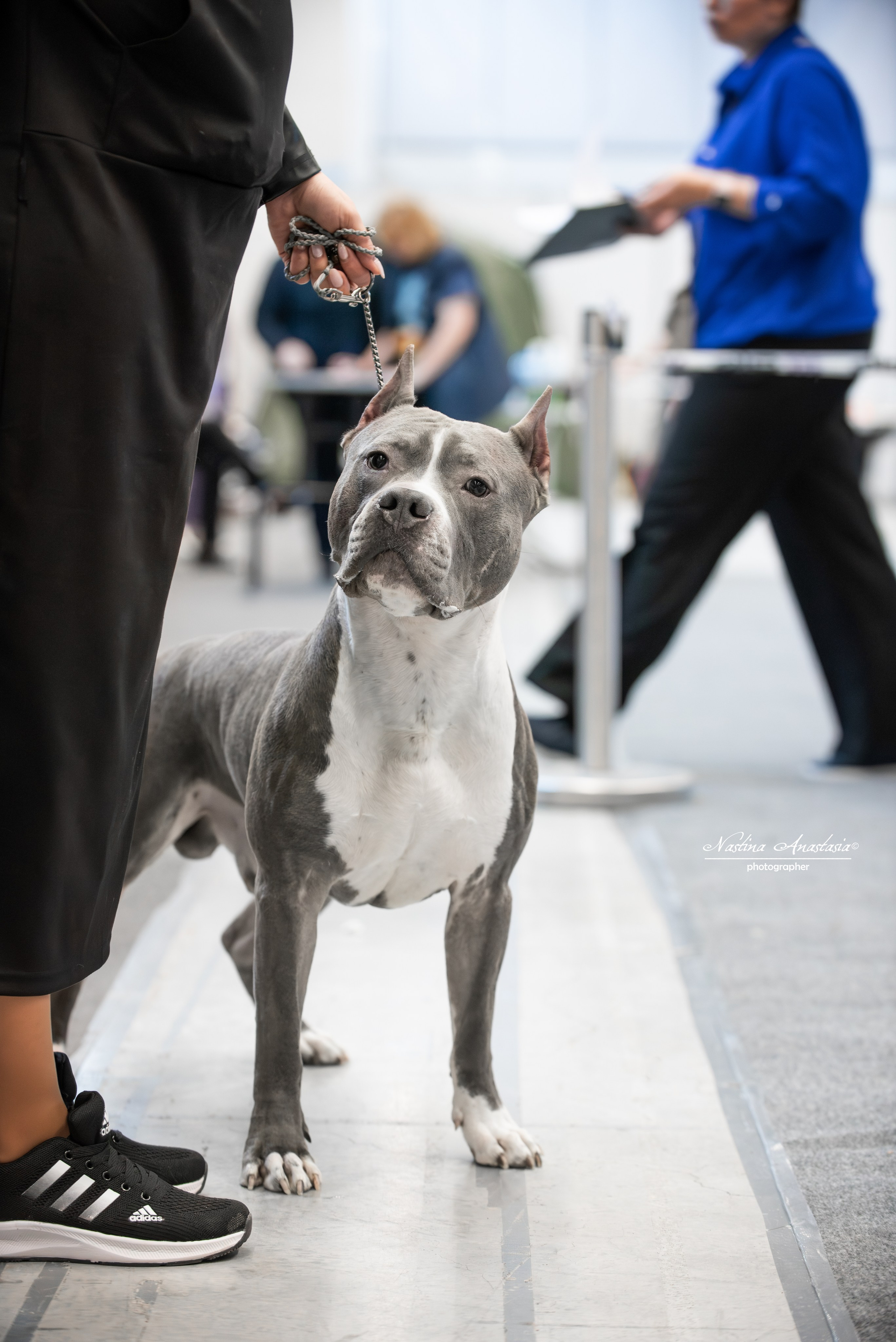 Выставки. Фотограф — Анималист