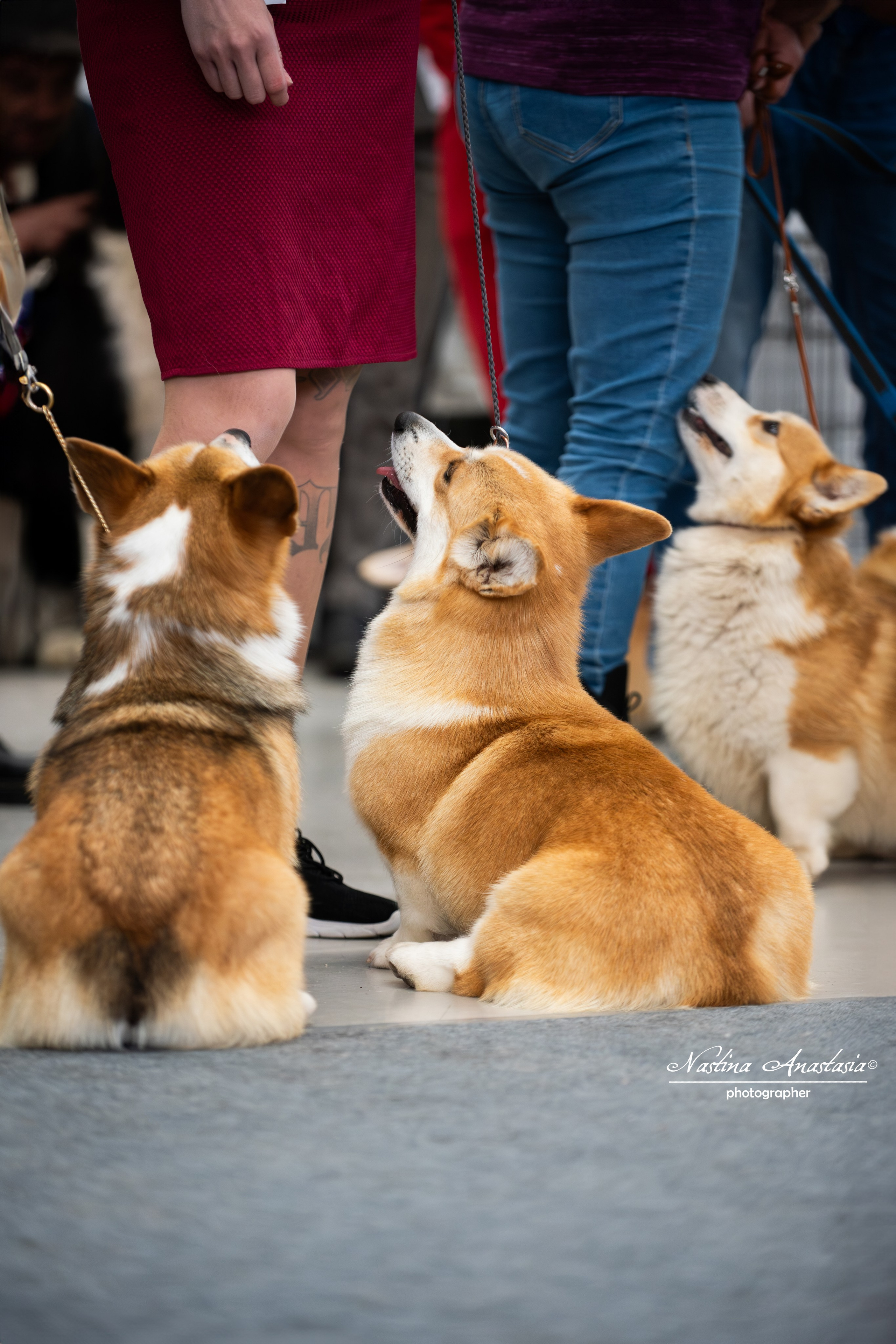 Выставки. Фотограф — Анималист