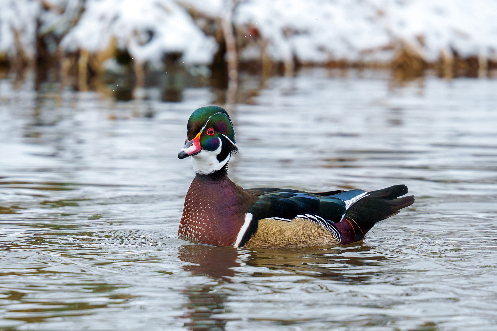 Удивительные мир птиц. Вокруг нас столько прекрасного — присмотритесь!. Ваш личный фотограф Марина Волкова