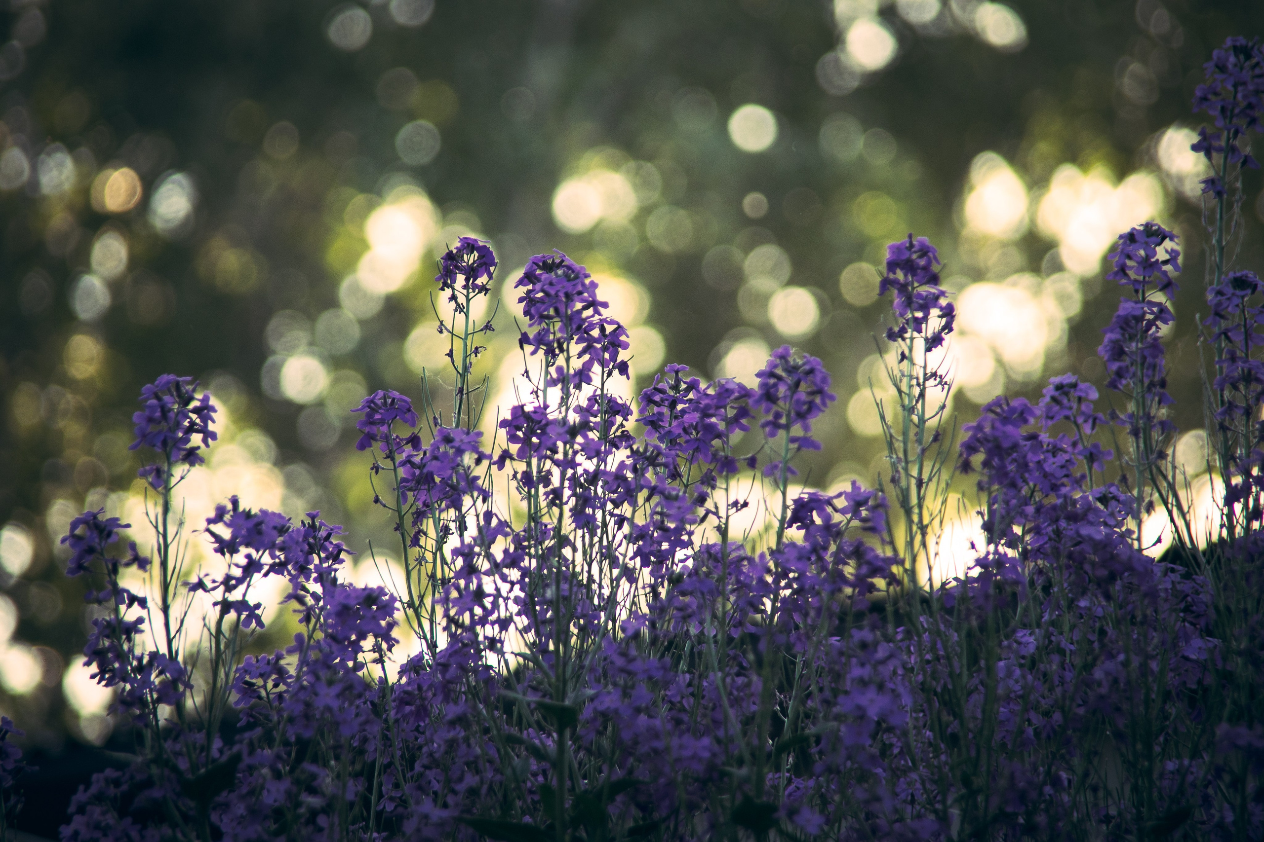 Природа. Darinishna Фэнтези-фотограф Хабаровск