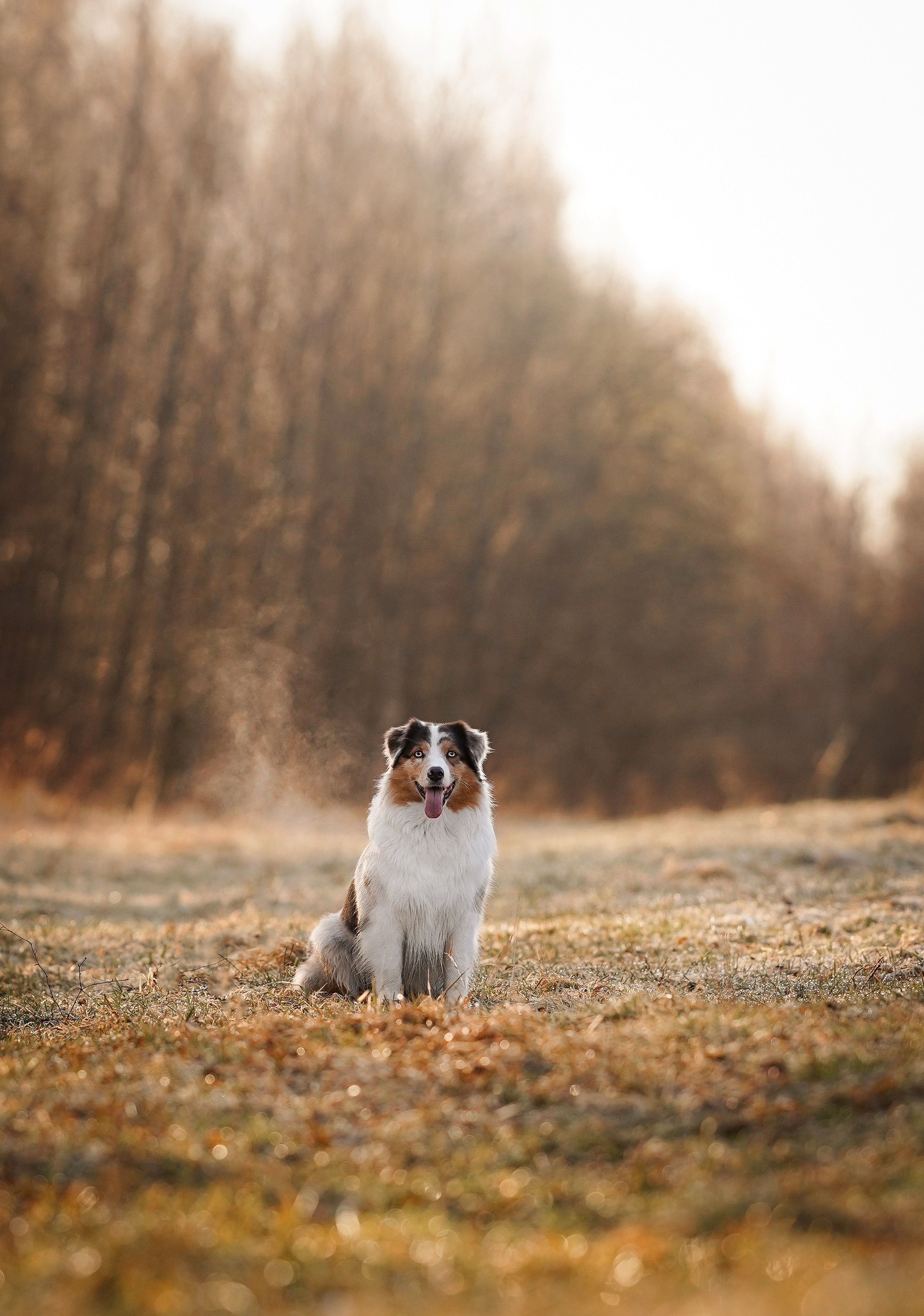 Кристина Рокки и Валькирия. Фотограф-анималист в Санкт-Петербурге Яна Мартынова