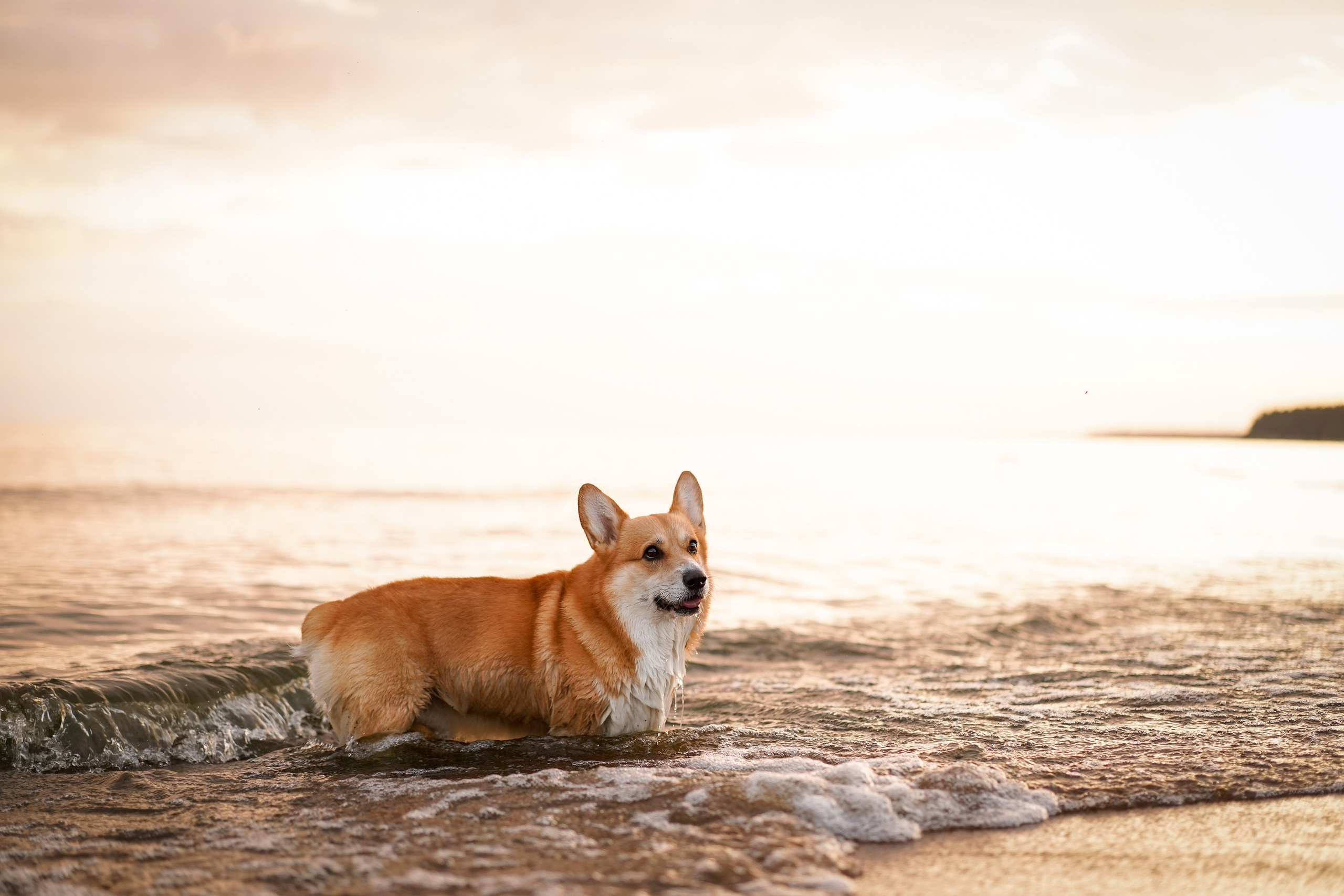 Катя Алиса и коржики. Фотограф-анималист в Санкт-Петербурге Яна Мартынова