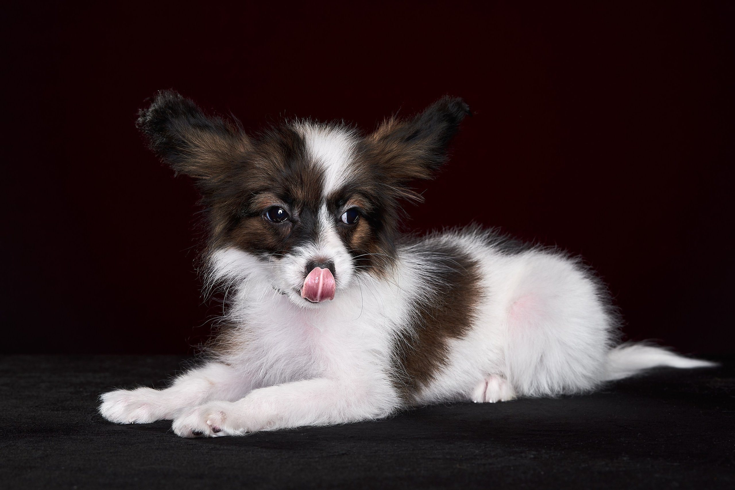 Фотосъемка животных