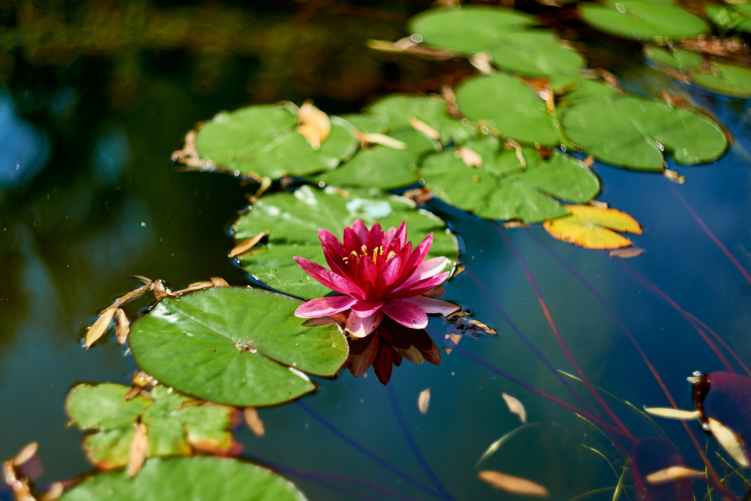 Nikon D850+Helios 44-2 2/58