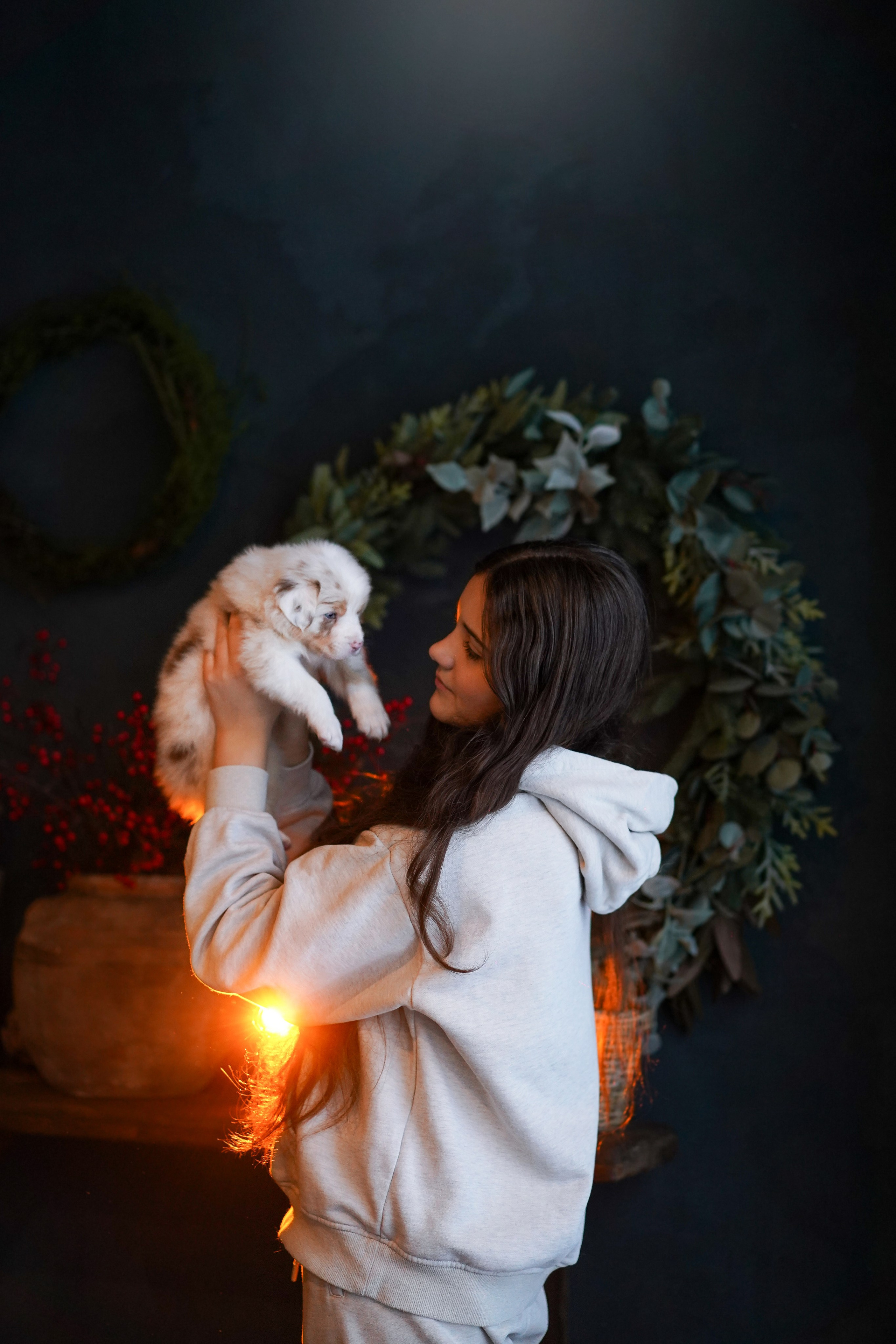 Щенки австралийской овчарки. Фотограф-анималист в Санкт-Петербурге Яна Мартынова