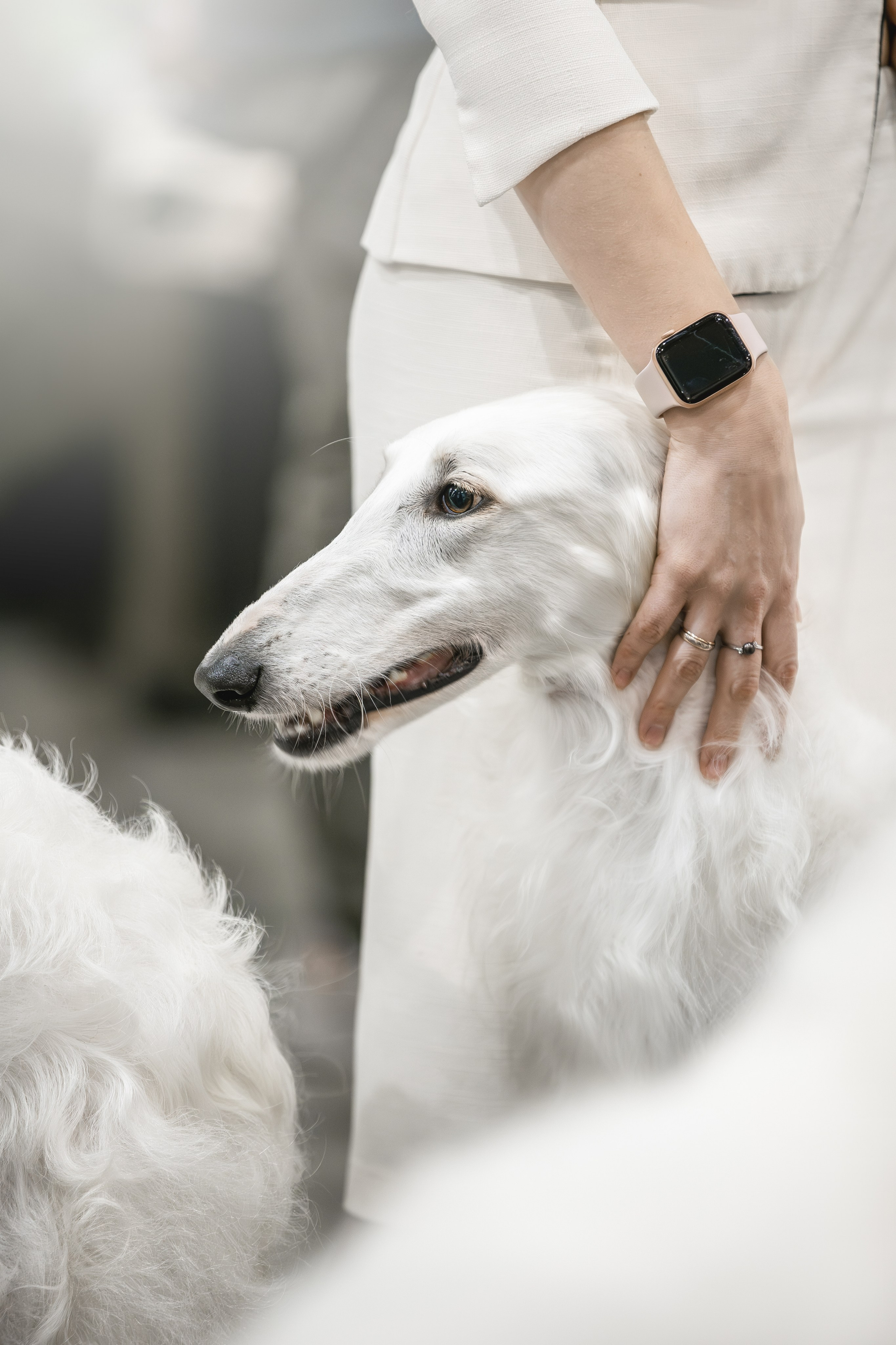 Евразия 2023. Фотограф анималист в Москве Майорова Евгения