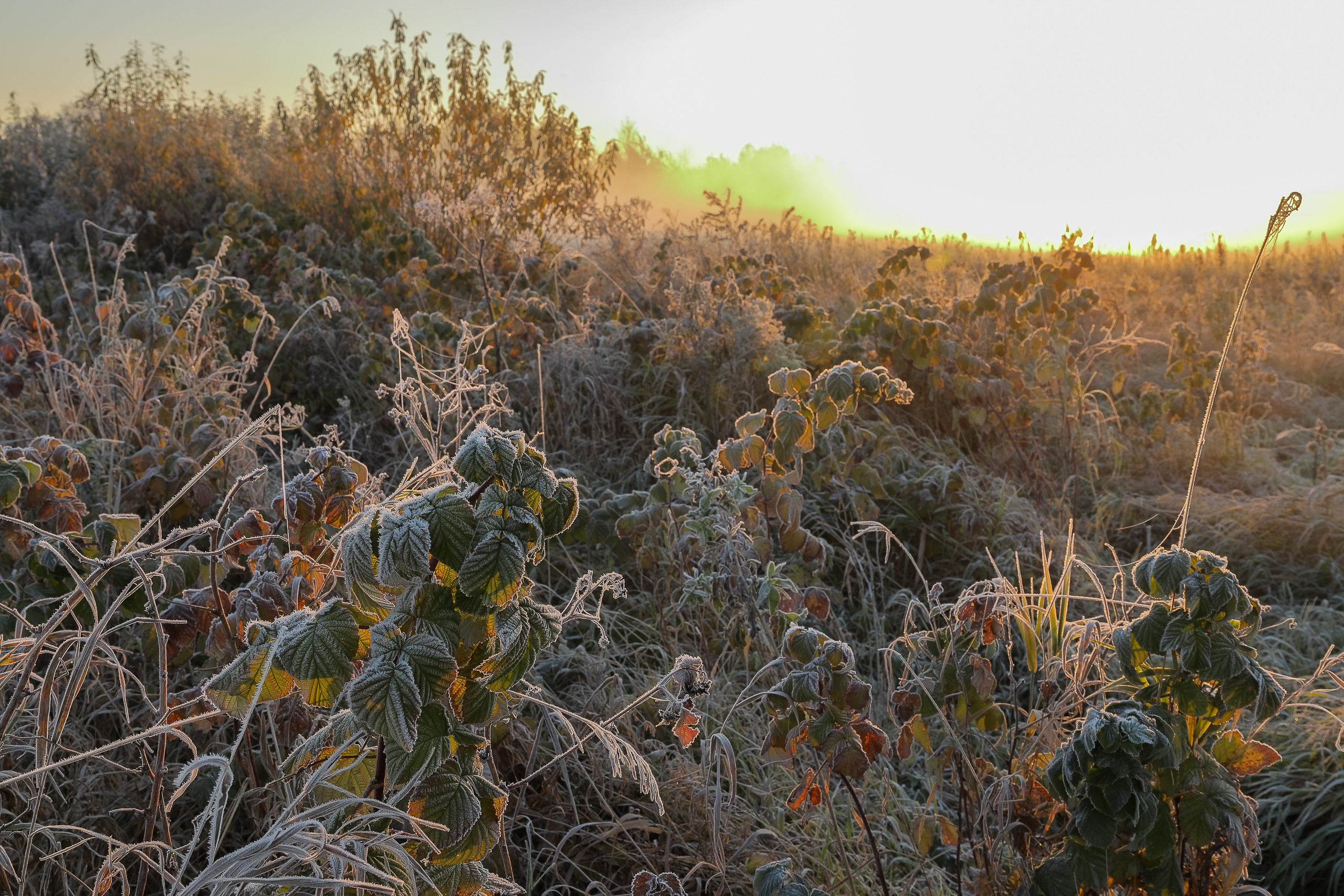 Рассвет во время осенних заморозков. Солнце и иней