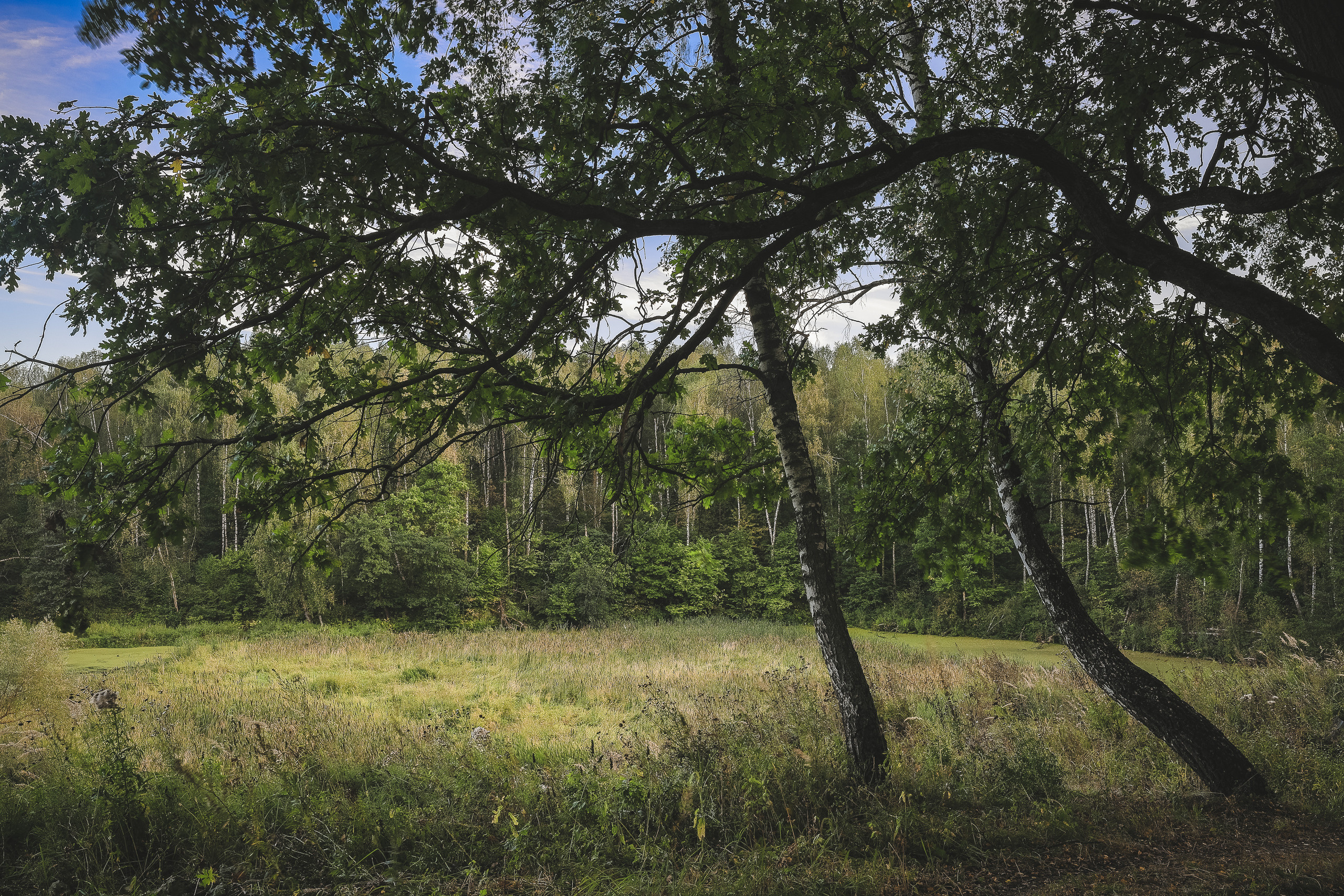 Две березы в подмосковном лесу