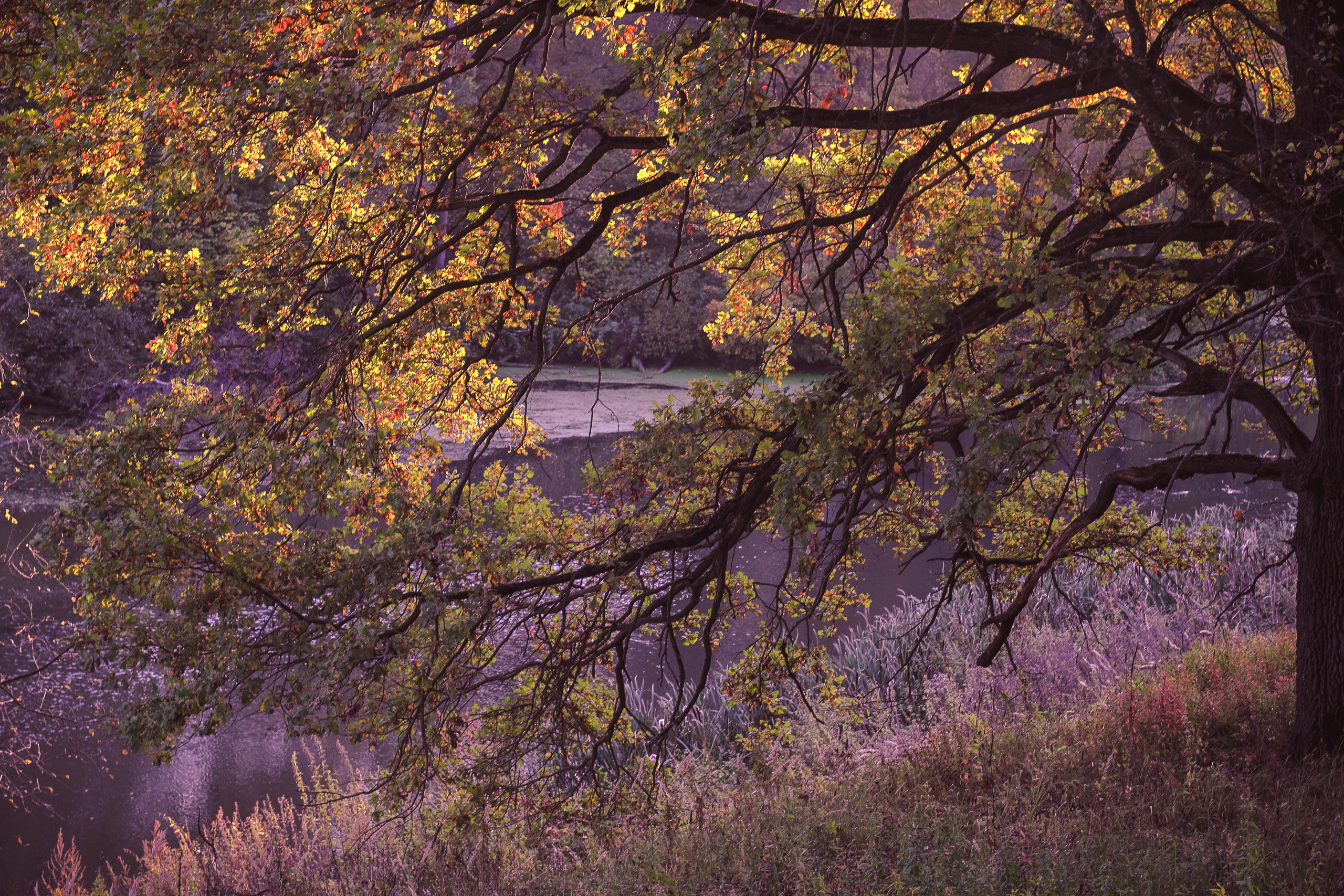 Осень на фотографии. Разноцветная осень