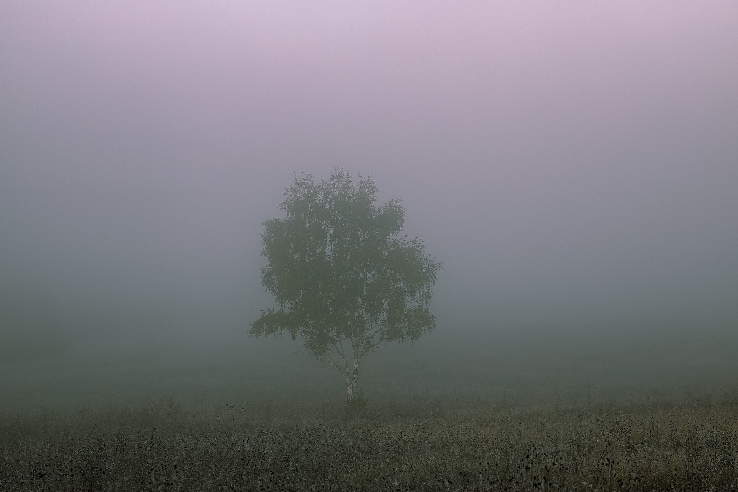 Береза в утреннем осеннем тумане