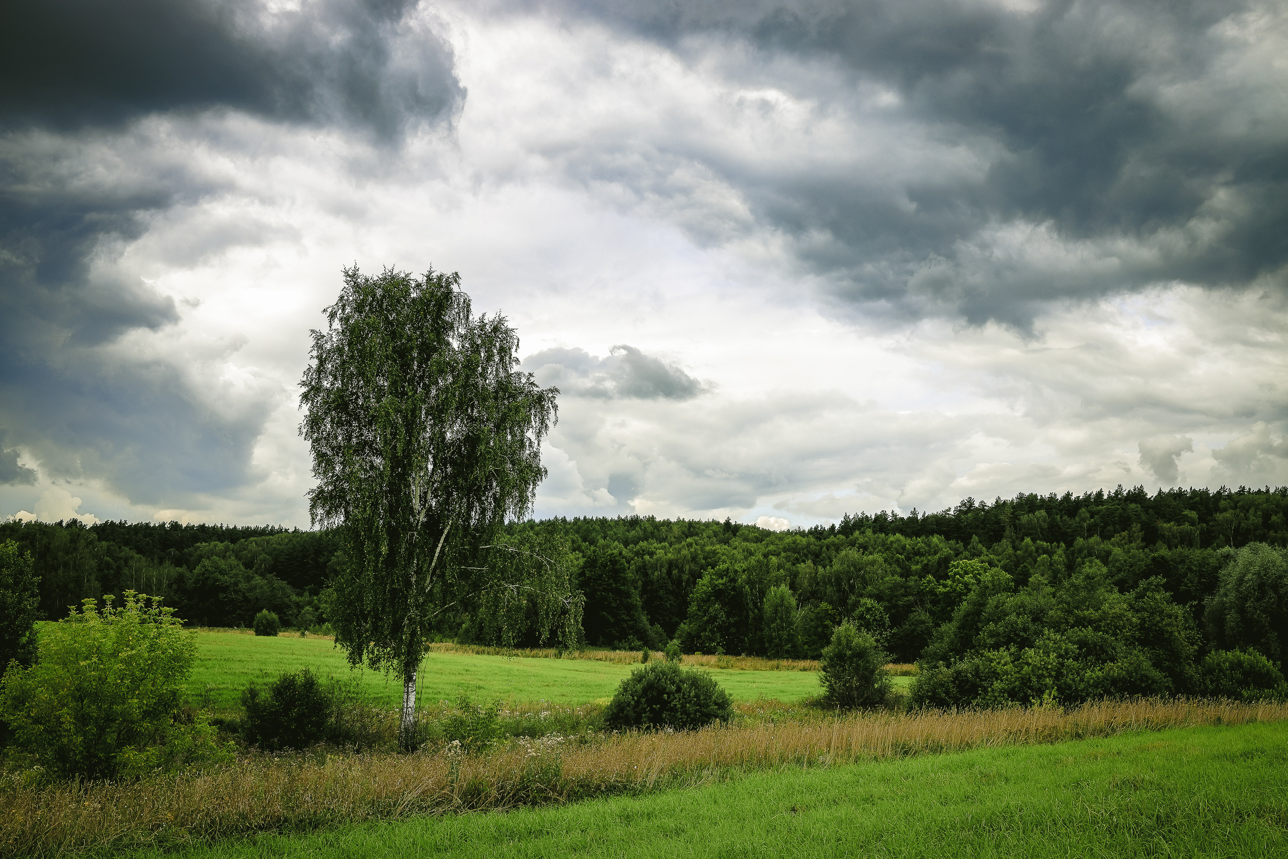 Пейзаж просторы Подмосковья с одинокой березой на переднем плане
