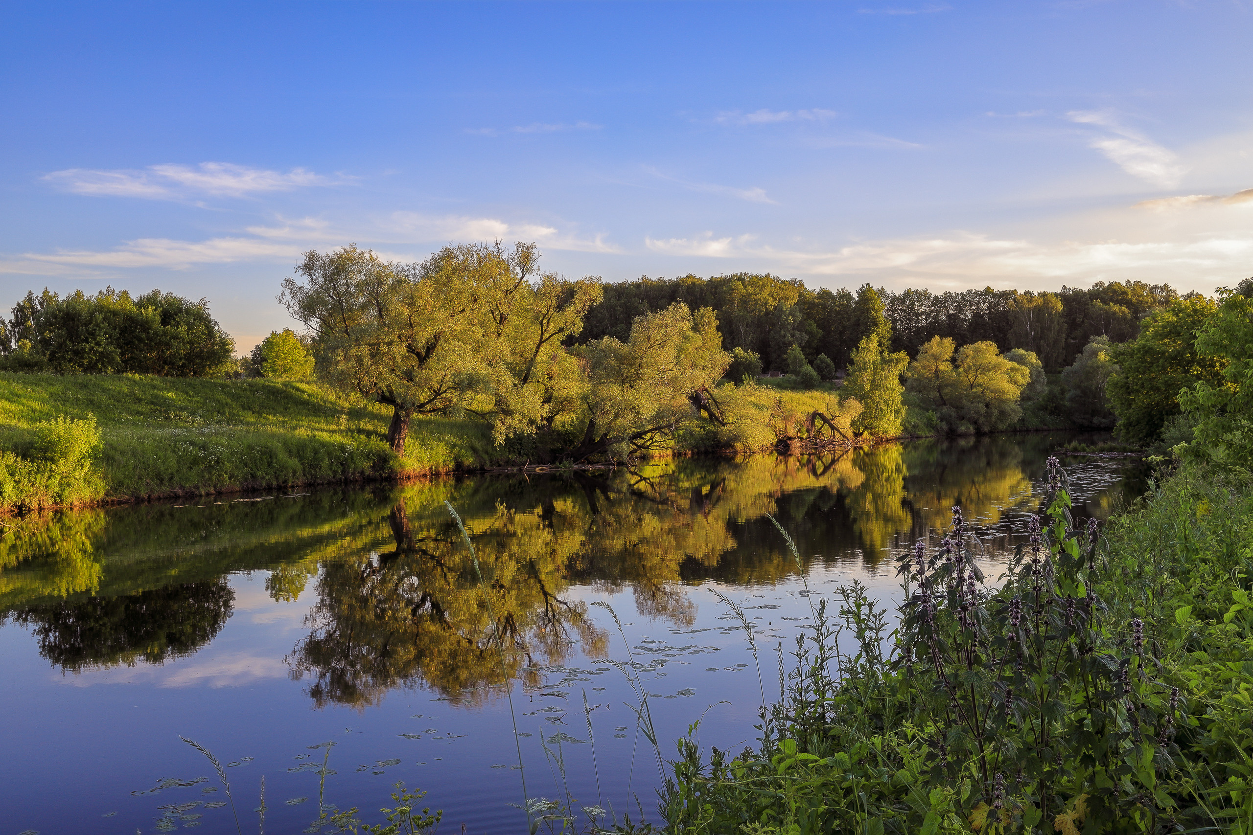 Лето в Подмосковье на реке Пахре. Отражение деревьев в воде