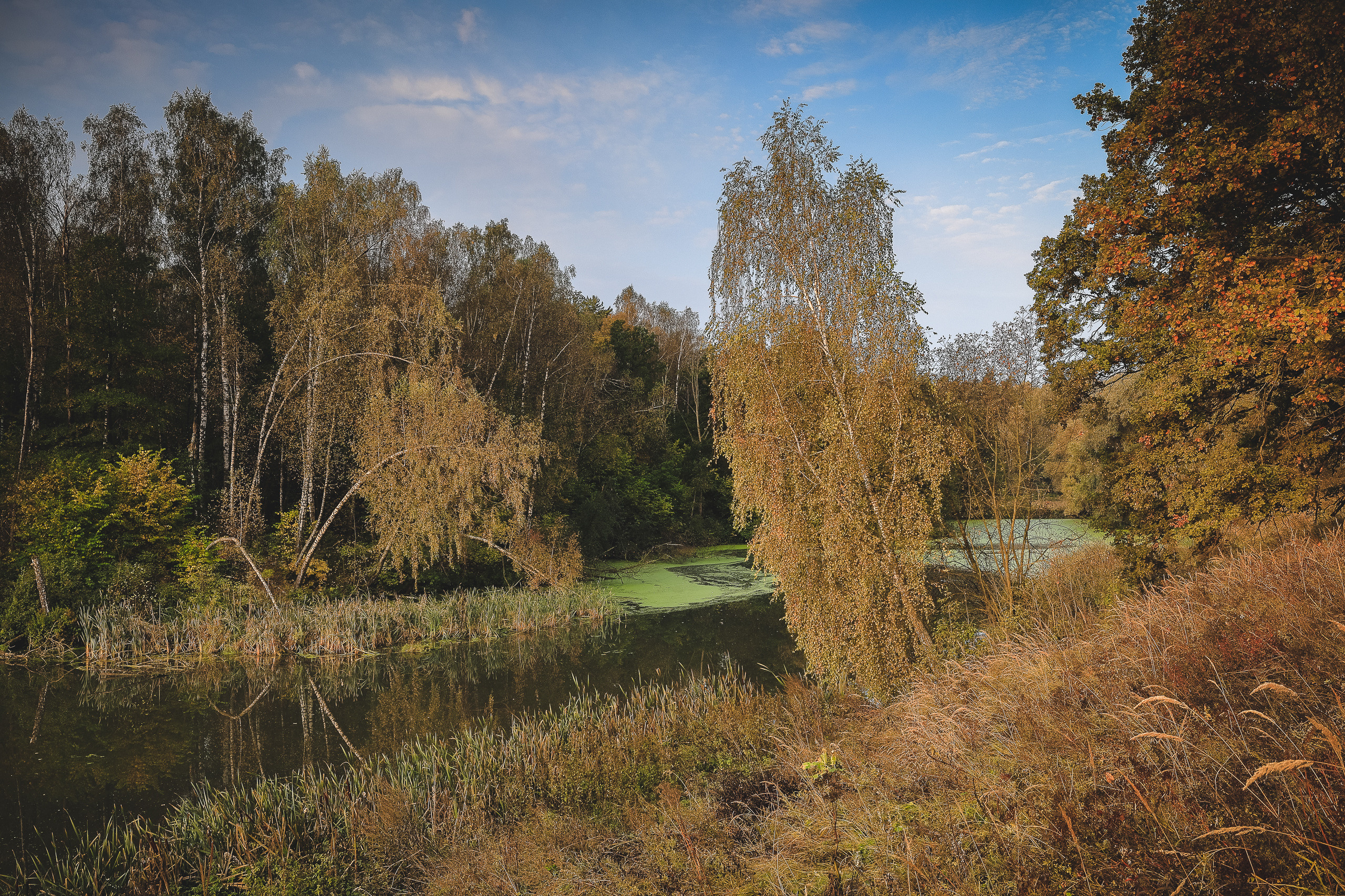 Березы на речке Жданка в сентябре