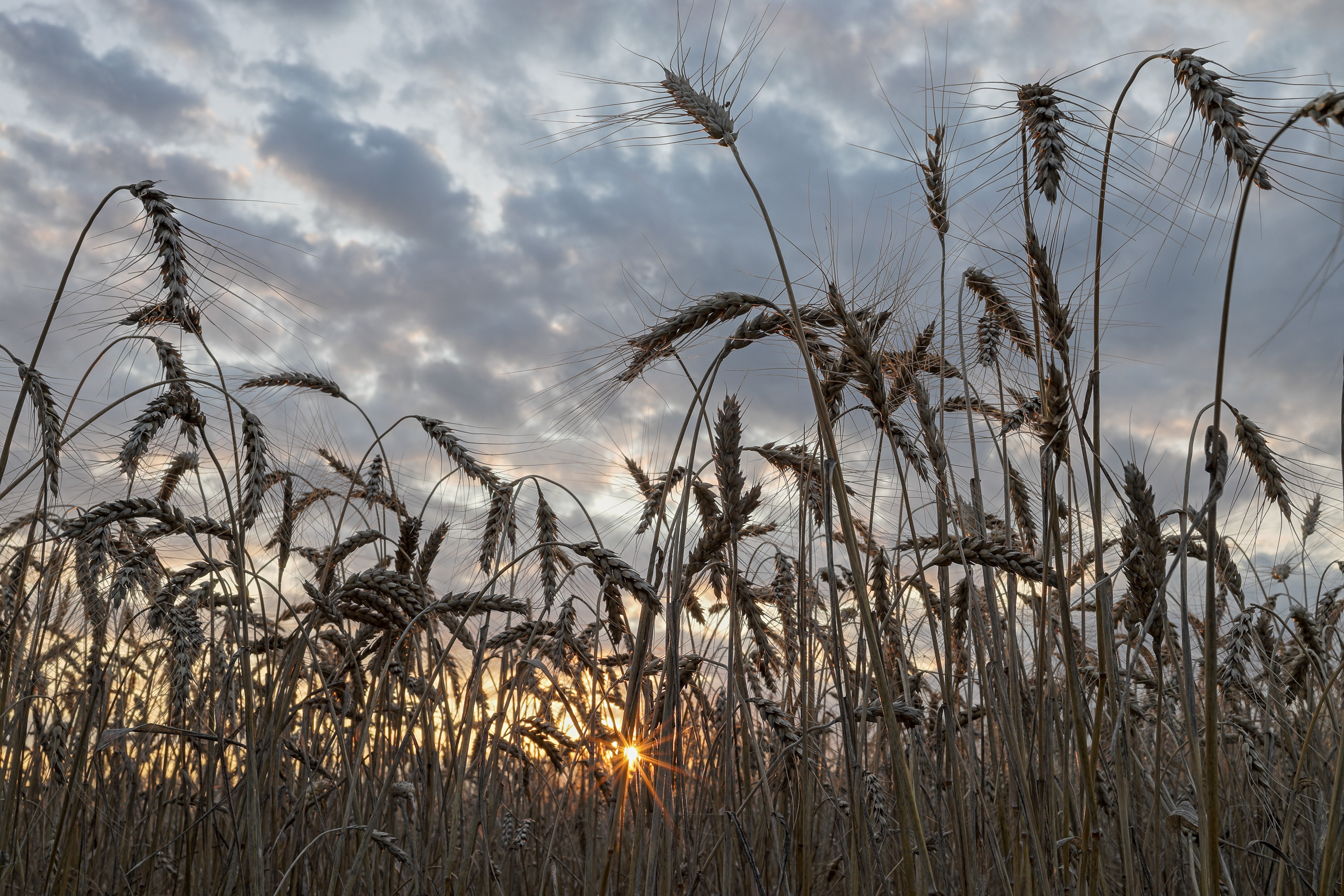 Солнце на закате проглядывающее через колоски ржи