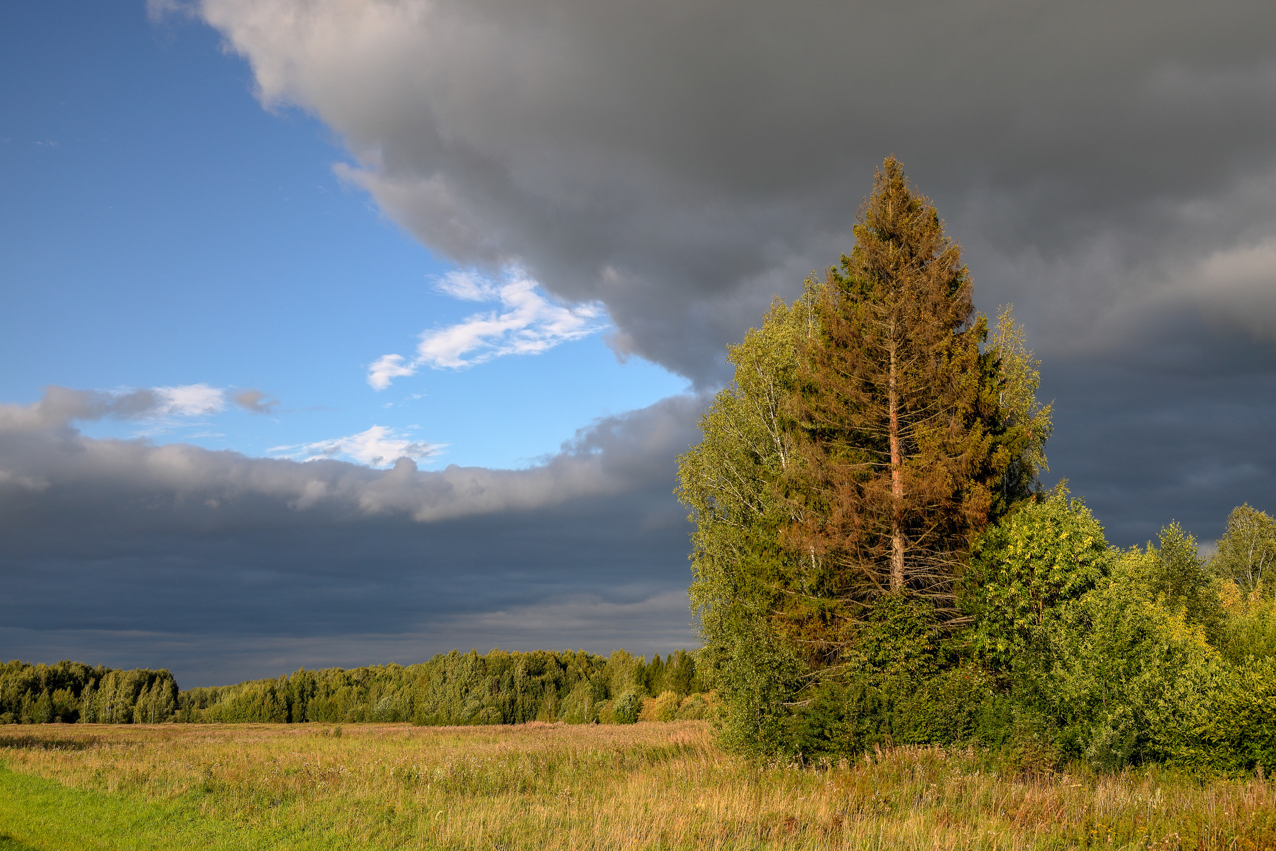 Природа в Ивановской области летом
